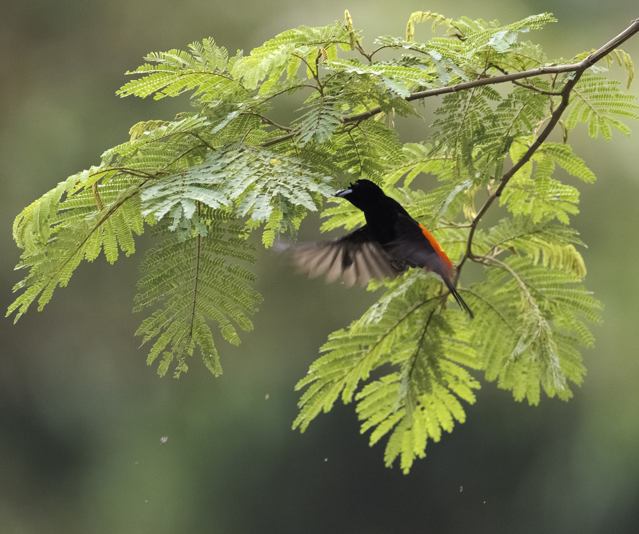 Nikon AF-S Nikkor 800mm F5.6E FL ED VR sample photo. Tangara terciopelo photography
