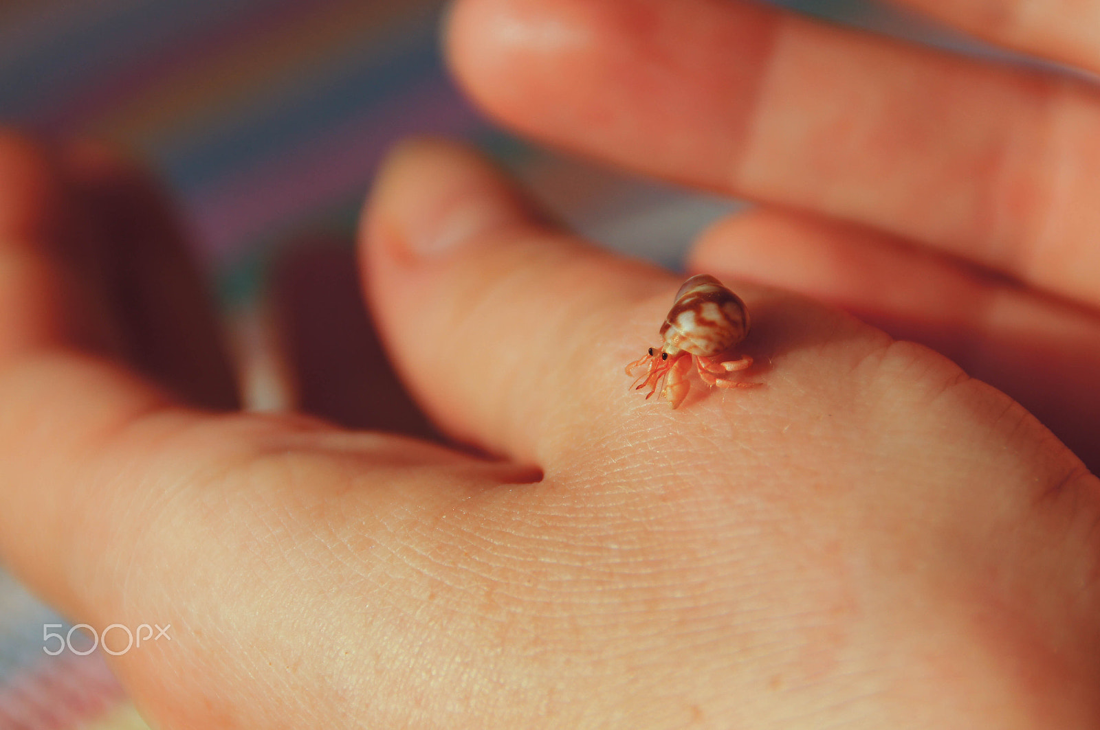 Sony SLT-A55 (SLT-A55V) sample photo. A little hermit crab photography