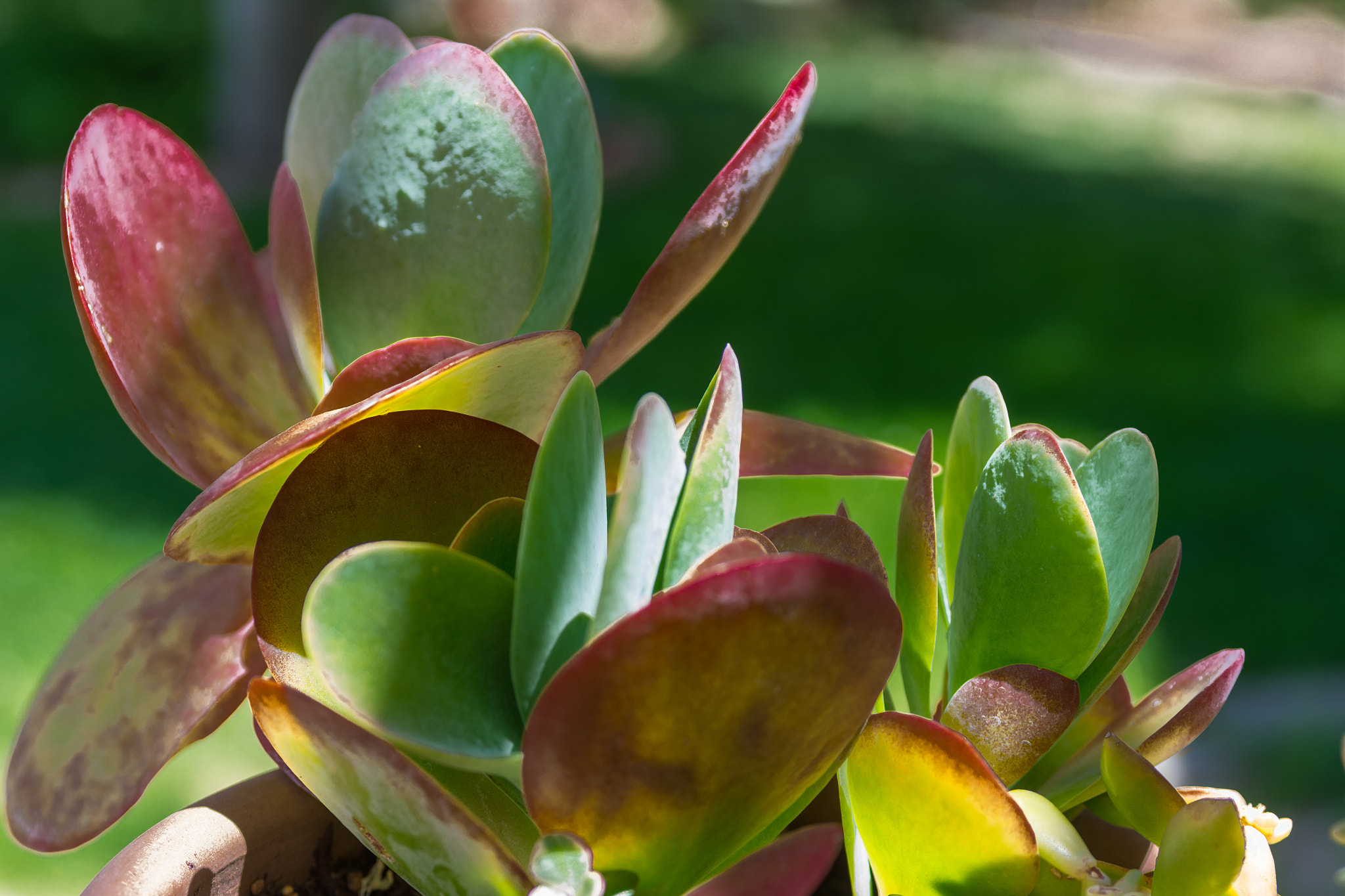 Nikon AF-S Nikkor 28-70mm F2.8 ED-IF sample photo. Flatleaf photography