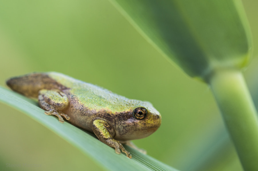 Tamron SP AF 90mm F2.8 Di Macro sample photo. I still have a tail photography