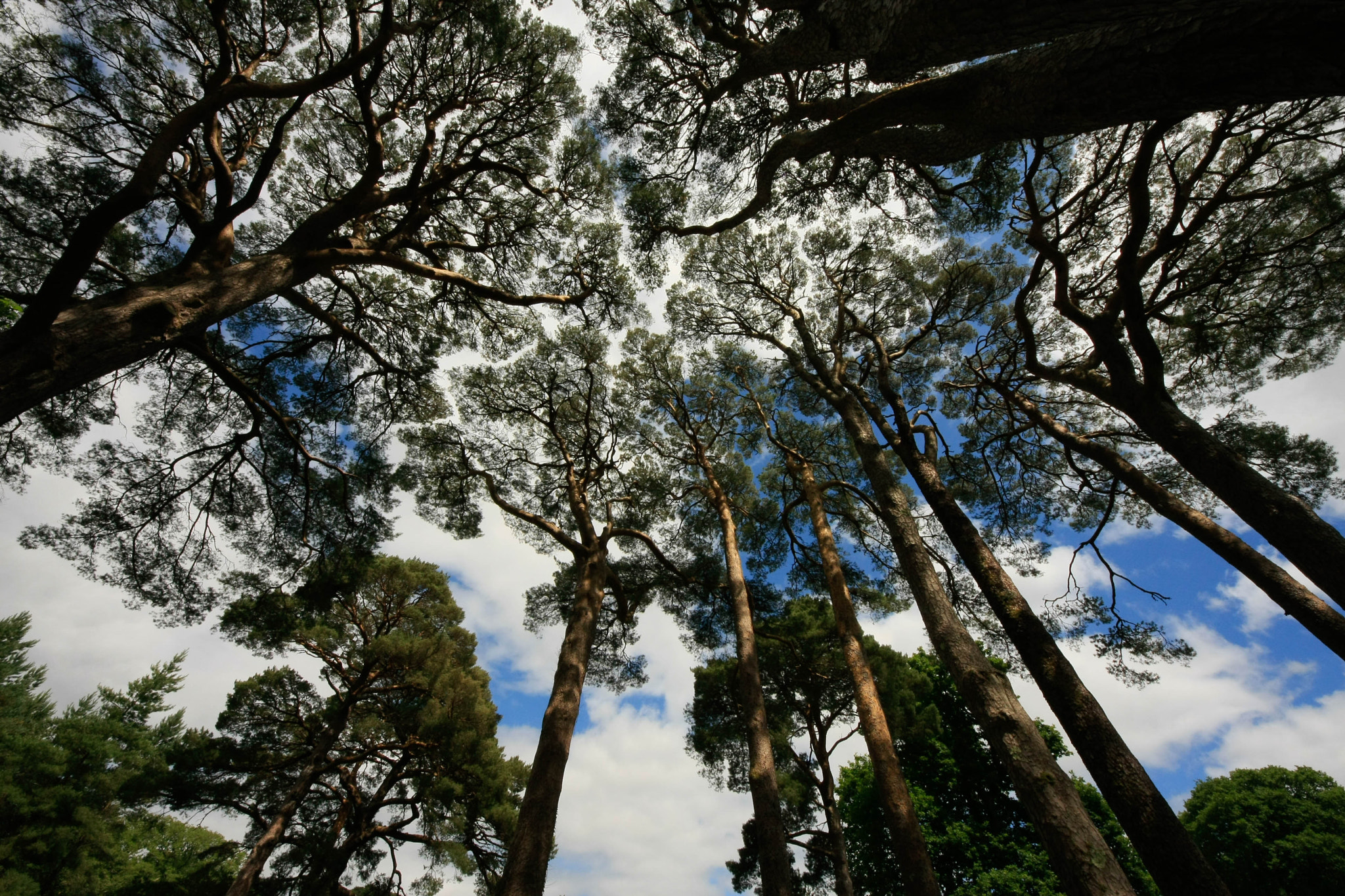 Sigma 8-16mm F4.5-5.6 DC HSM sample photo. Trees at muckross house photography