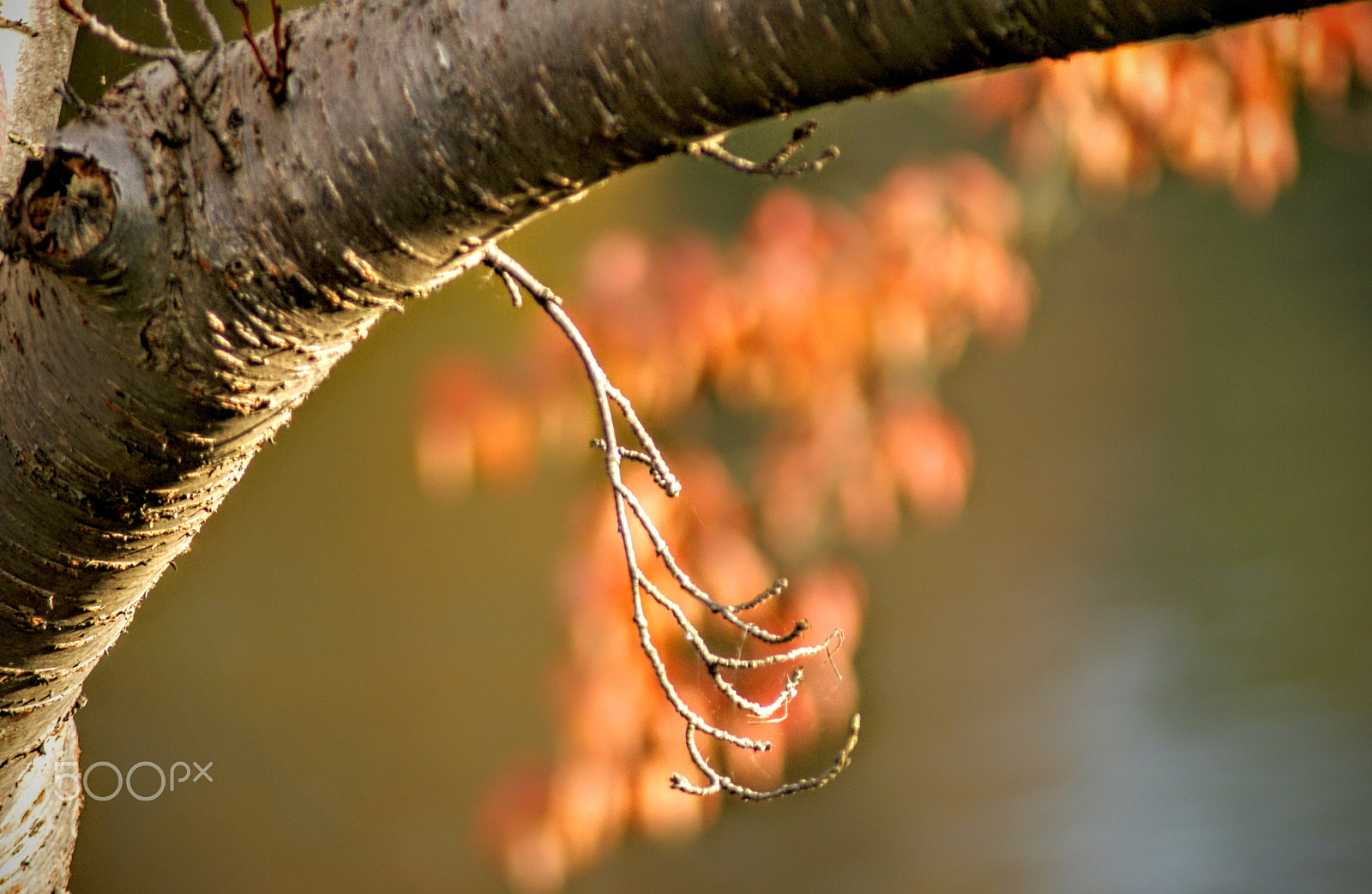 Sony Alpha DSLR-A200 + Tamron Lens (255) sample photo. Hope photography