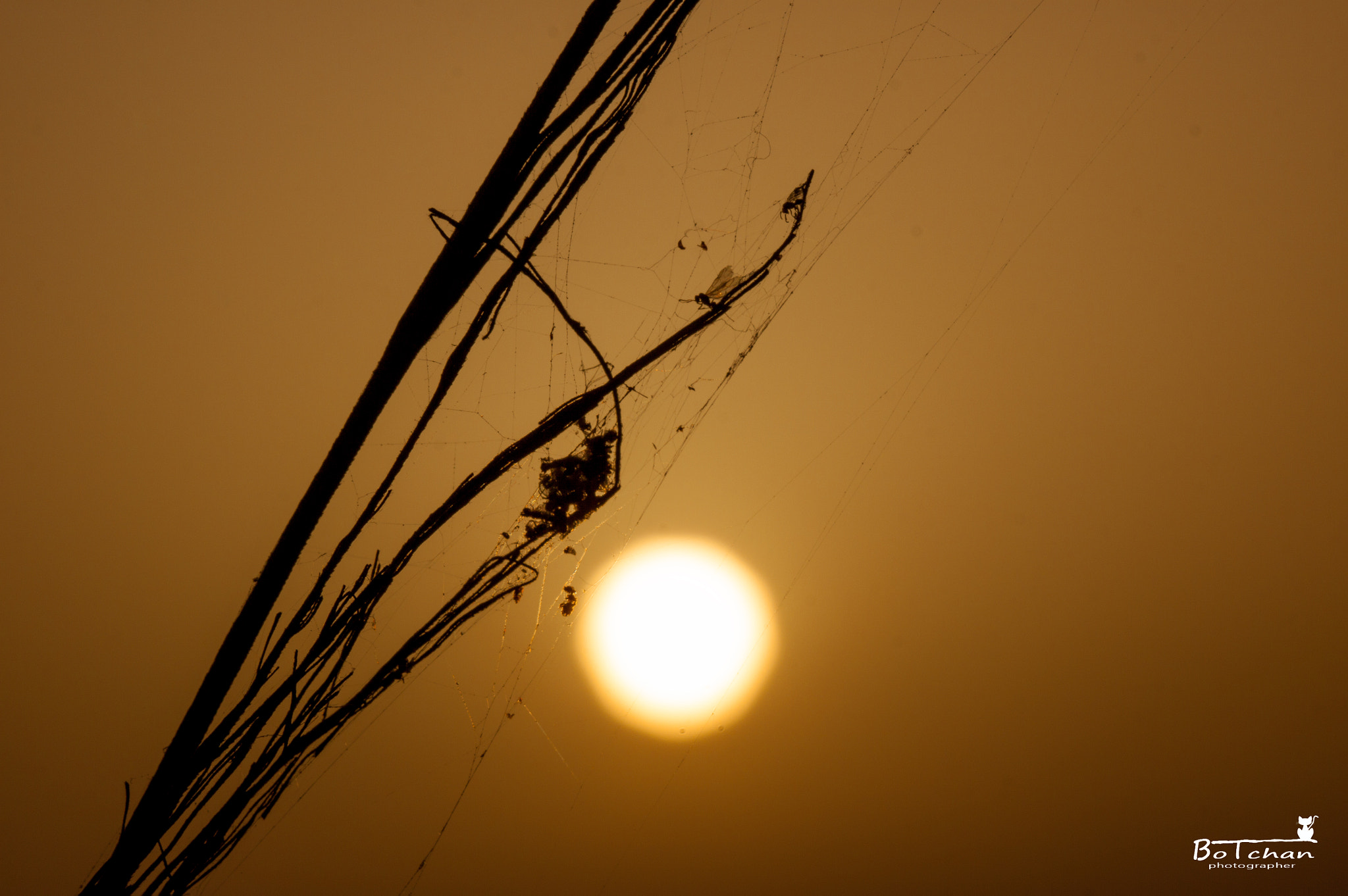 Canon EOS 50D + Canon EF 100mm F2.8L Macro IS USM sample photo. The twilight of life photography