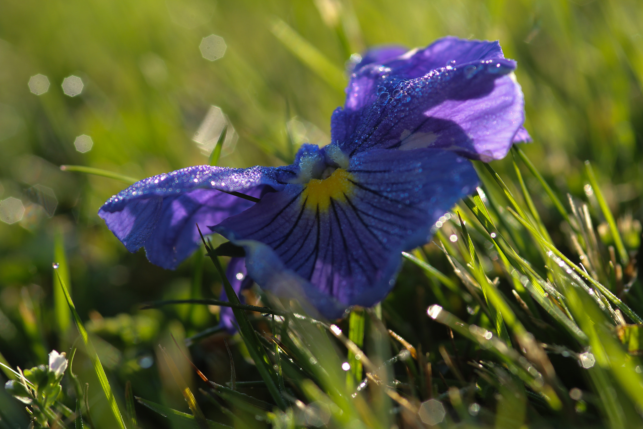 Sigma 105mm F2.8 EX DG Macro sample photo. Beautiful morning - belle matinée photography