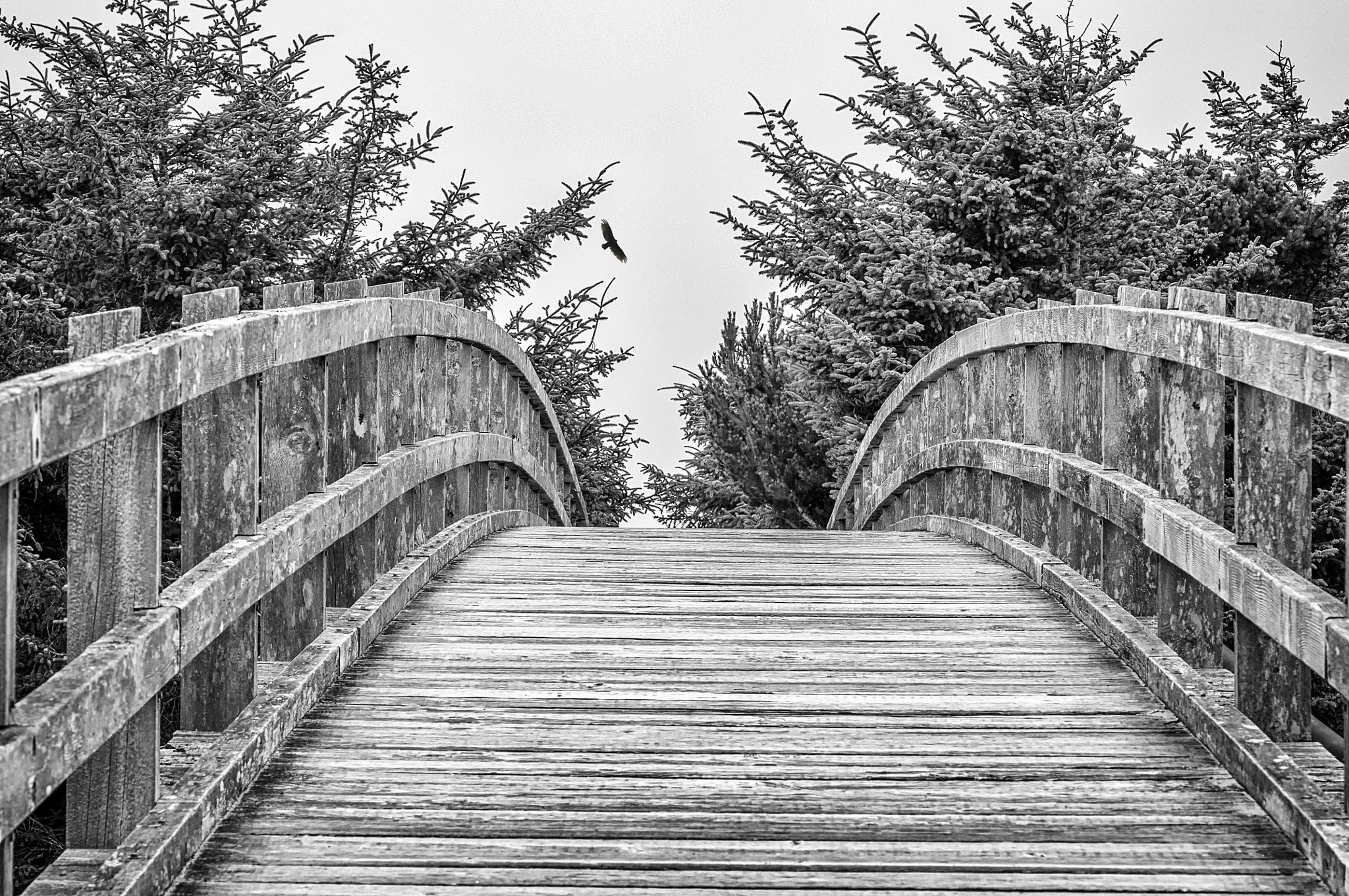 Tokina AT-X Pro 100mm F2.8 Macro sample photo. The bridge and hawk photography