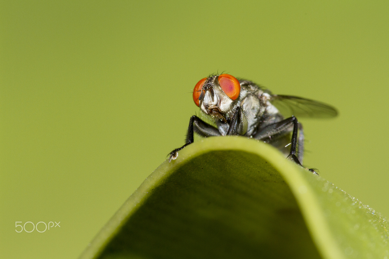 Canon EF 180mm F3.5L Macro USM sample photo. Fly on leaf photography