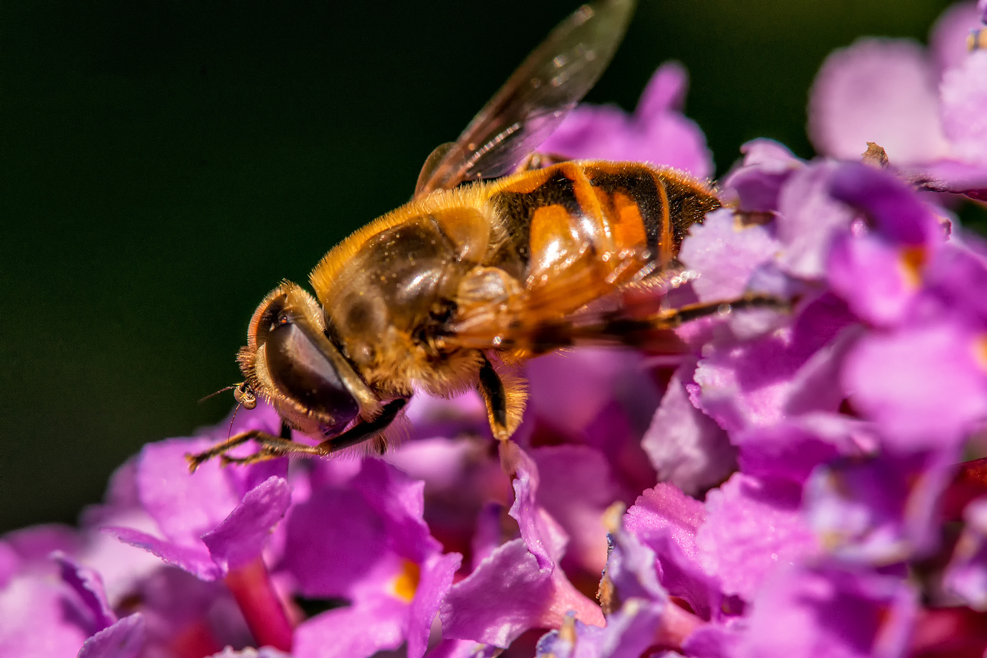 Sony a99 II + Tamron AF 18-250mm F3.5-6.3 Di II LD Aspherical (IF) Macro sample photo. Hover fly on budlea photography