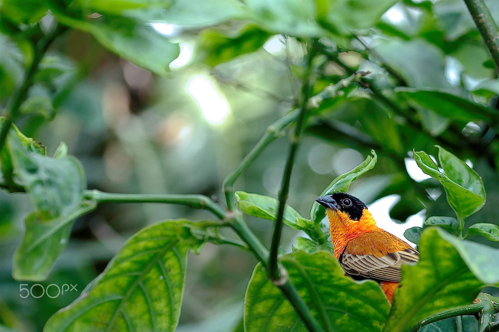 Nikon D60 sample photo. Orange bird - black head photography