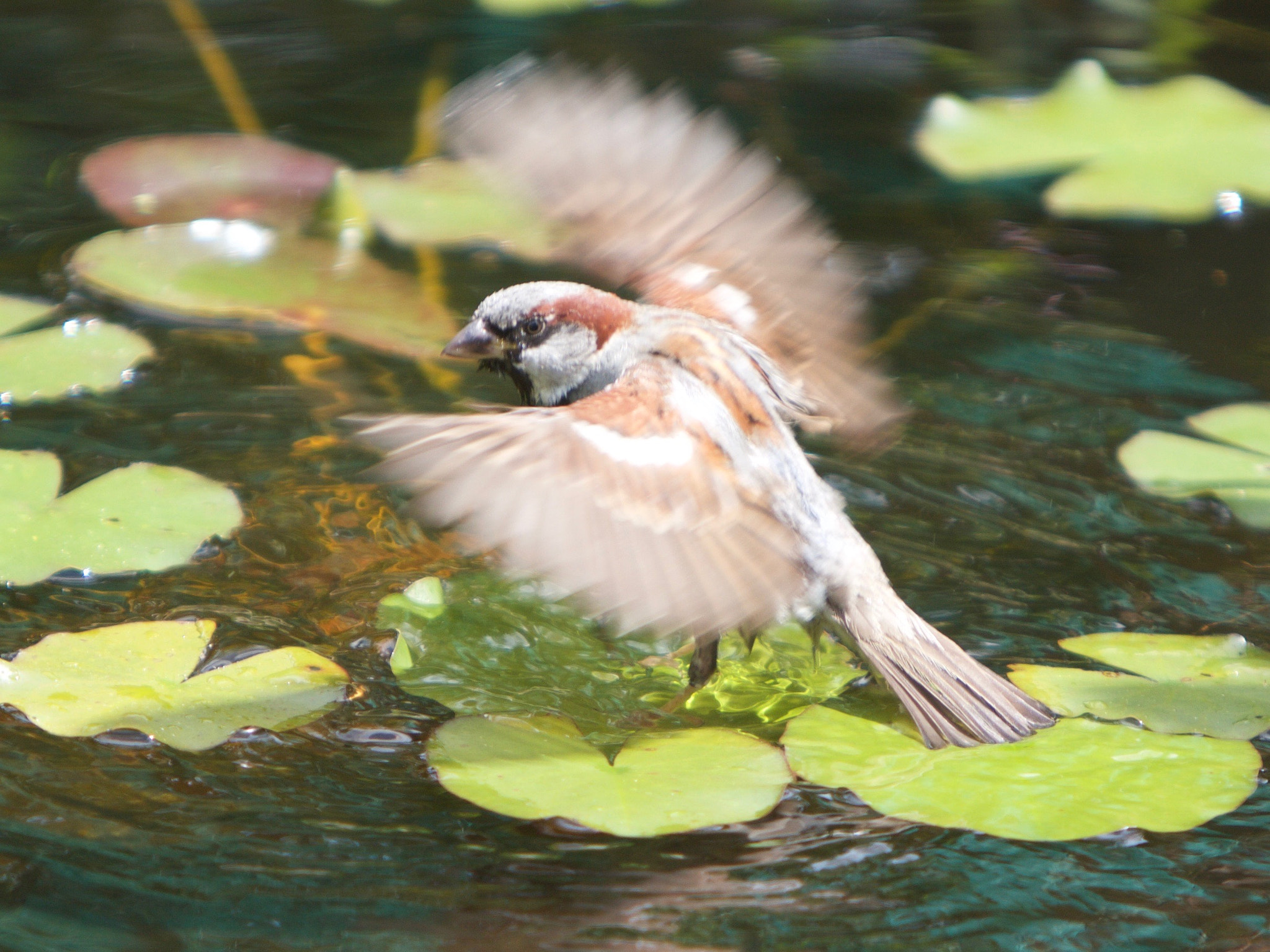 Canon EF 70-200mm F2.8L IS USM sample photo. Bathing house sparrow photography