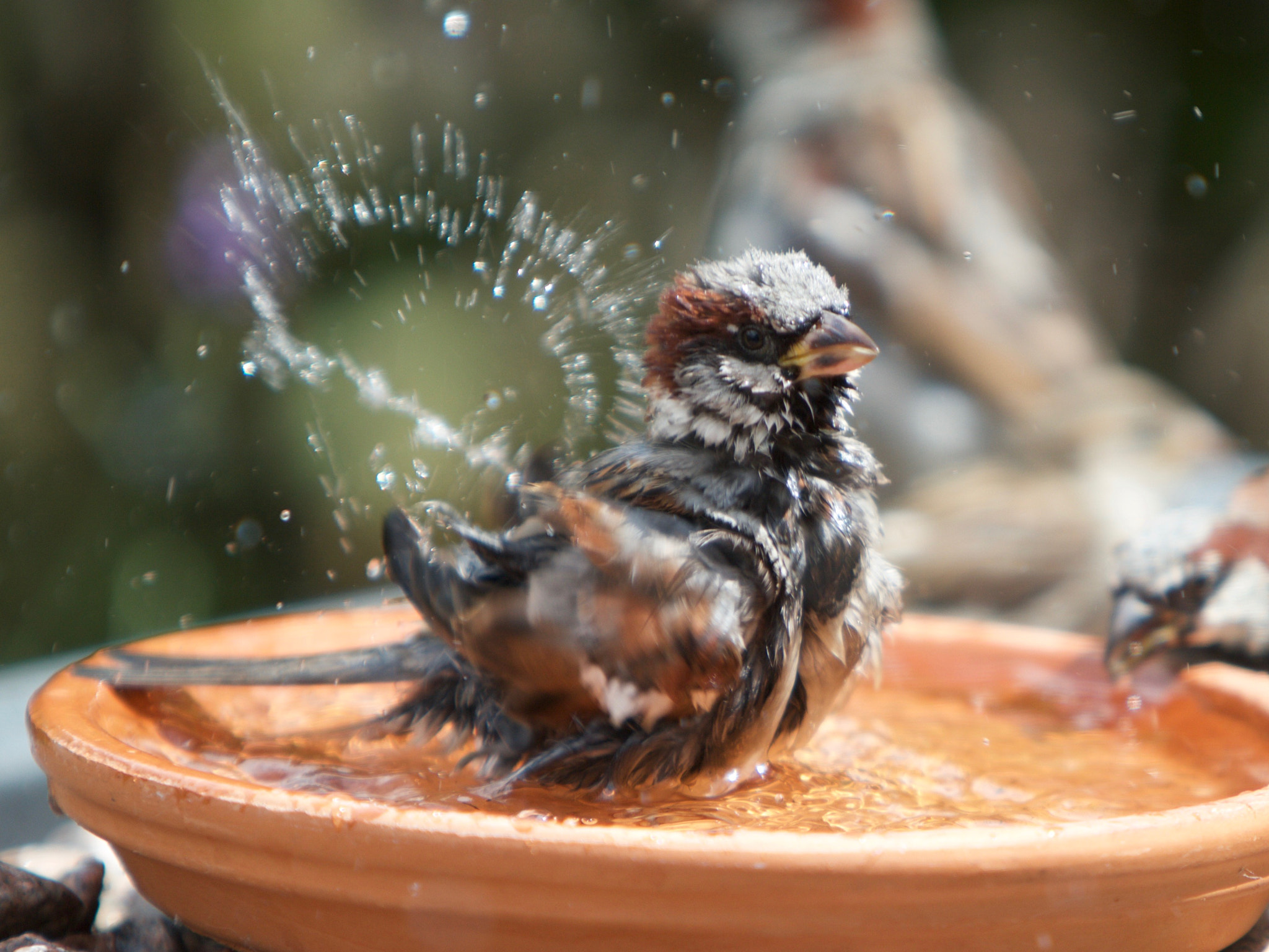 Canon EF 70-200mm F2.8L IS USM sample photo. Bathing house sparrow photography