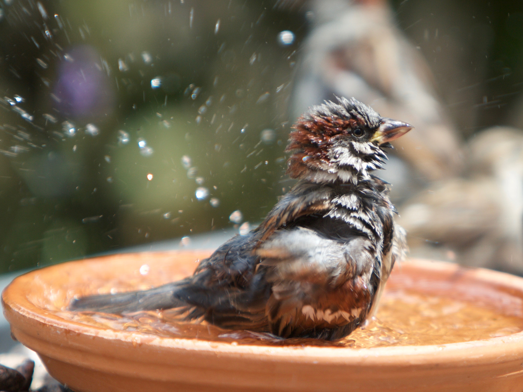 Canon EF 70-200mm F2.8L IS USM sample photo. Bathing house sparrow photography