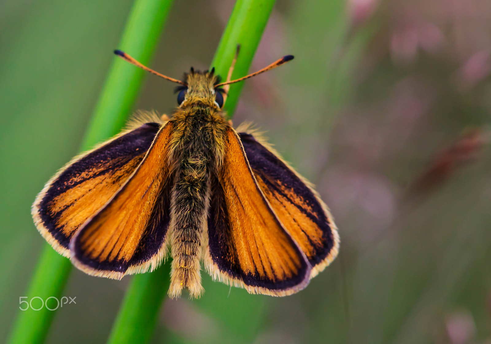 Canon EF 100mm F2.8 Macro USM sample photo. Orange butterfly photography