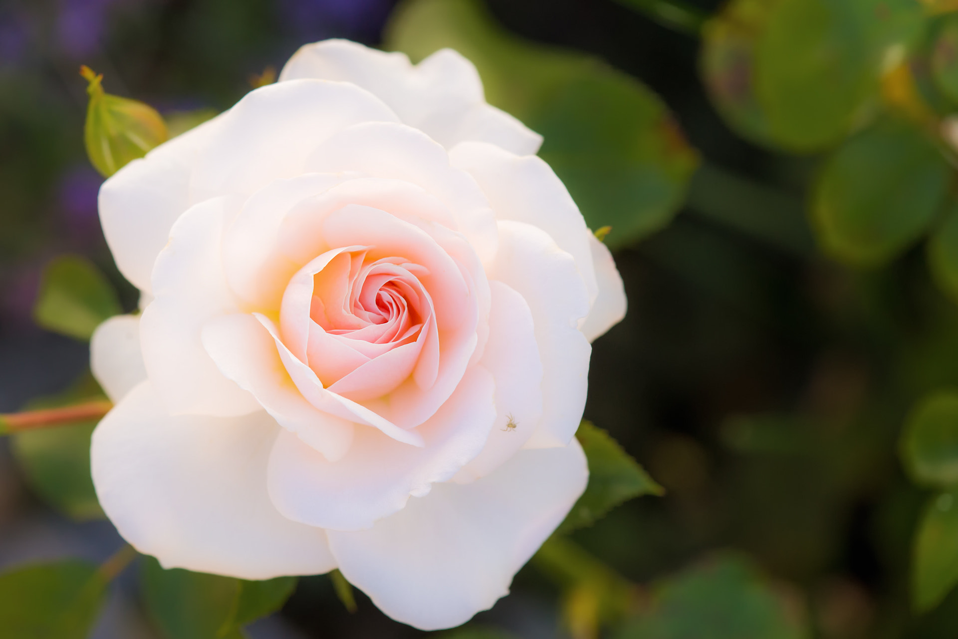 Sony SLT-A99V sample photo. Pink white rose photography