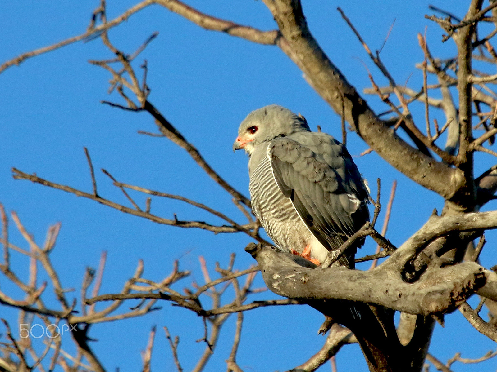 Canon EF 100-400mm F4.5-5.6L IS USM sample photo. Lizard buzzard...photographed early morning photography