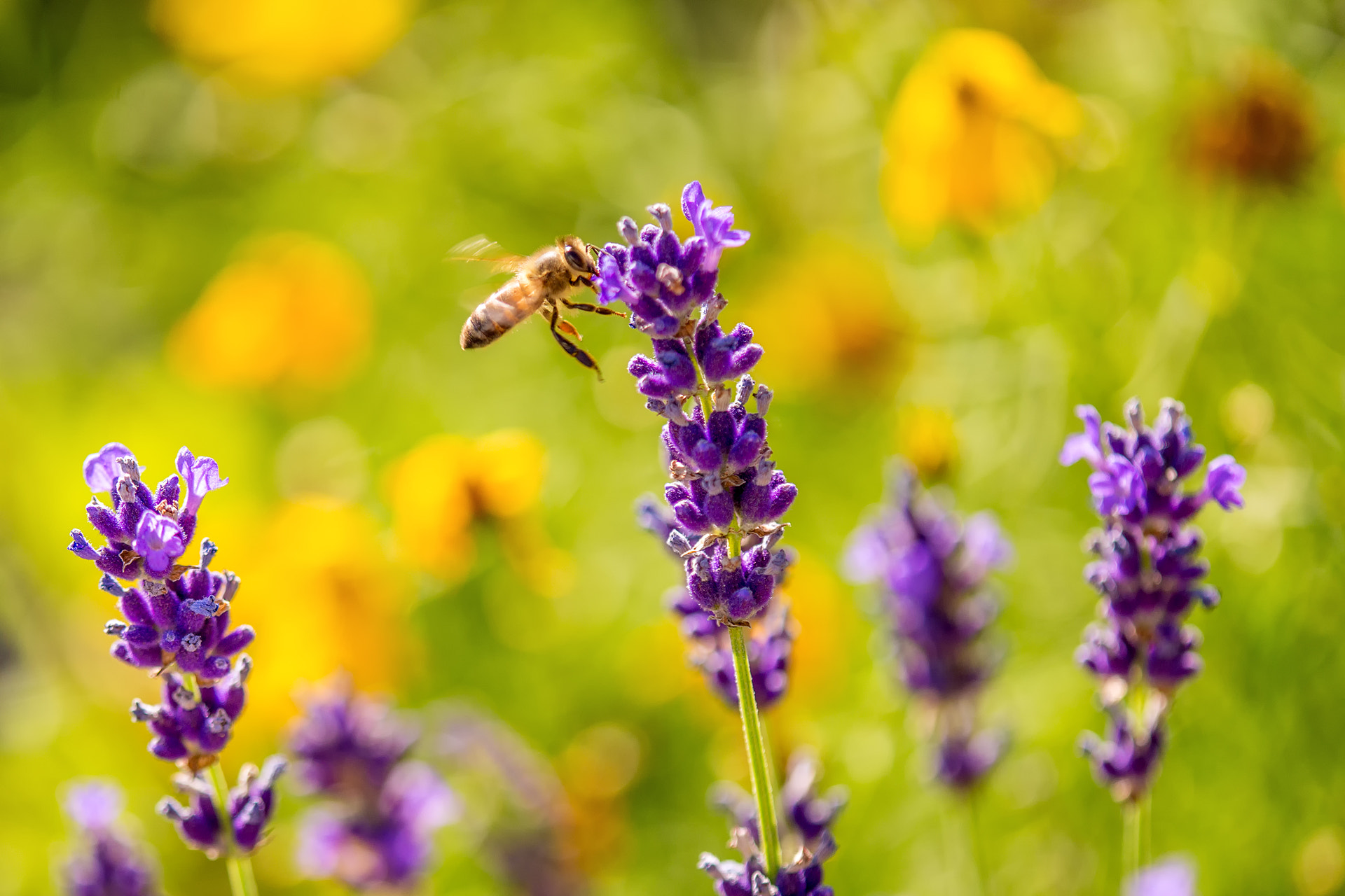 Sony a99 II + Tamron AF 18-250mm F3.5-6.3 Di II LD Aspherical (IF) Macro sample photo. Bee and lavender photography