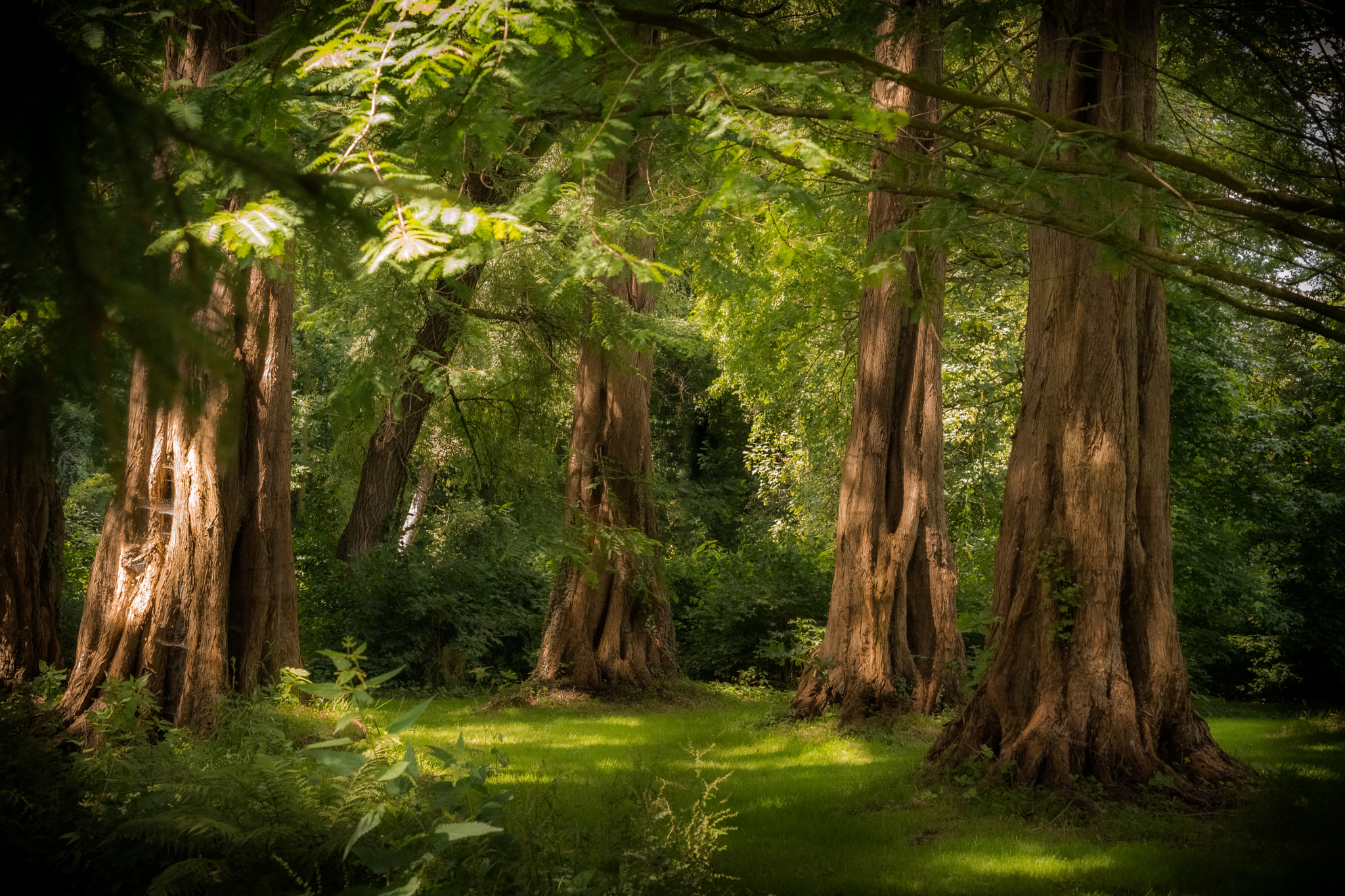 Sony SLT-A65 (SLT-A65V) + Sony DT 50mm F1.8 SAM sample photo. Mystic trees photography