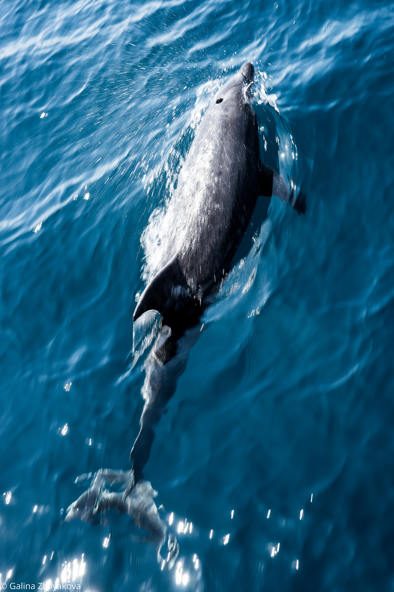 Sony Alpha a99 sample photo. Dolphin photography