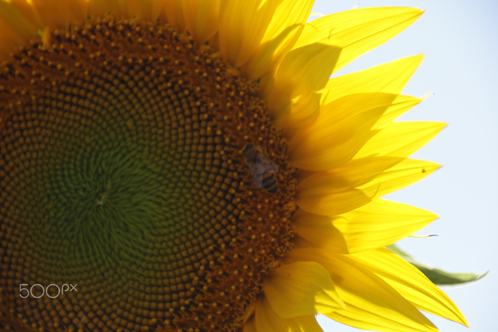 Canon EF 75-300mm F4.0-5.6 IS USM sample photo. Summertime....... photography