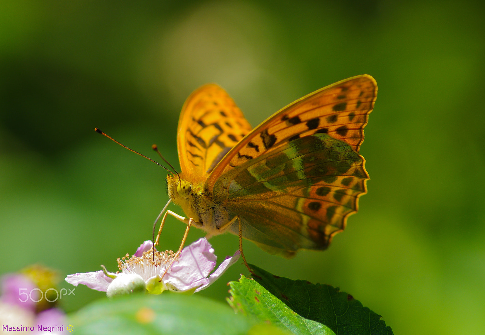 Tamron AF 70-300mm F4-5.6 Di LD Macro sample photo. Argynnis paphia photography