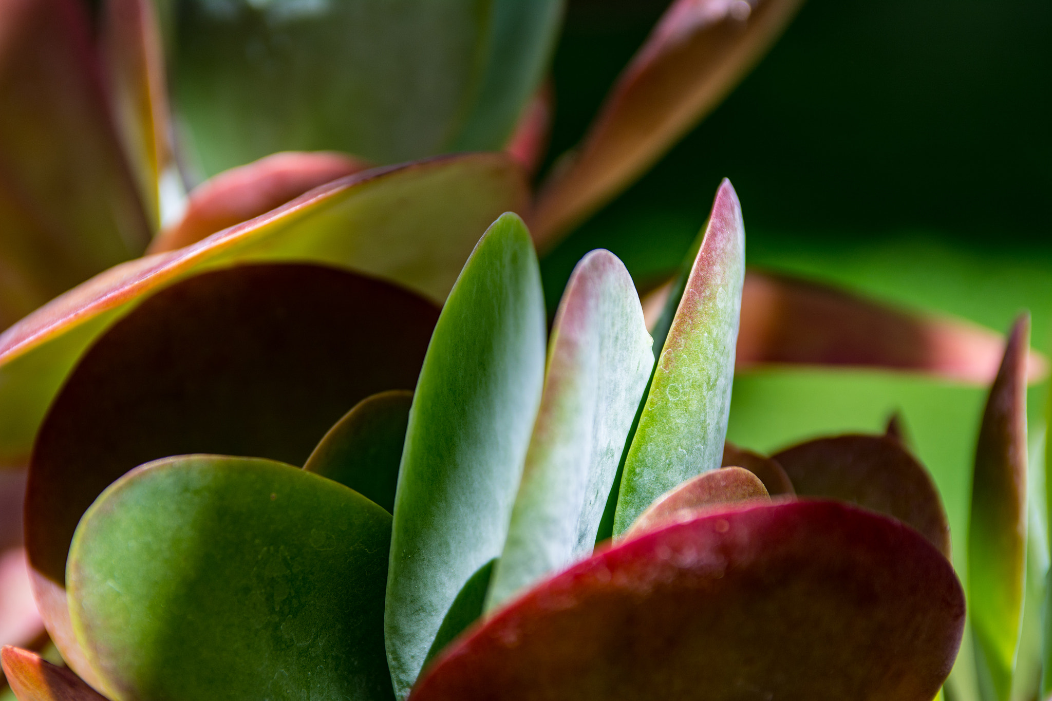 Nikon AF-S Nikkor 28-70mm F2.8 ED-IF sample photo. Flatleaf photography