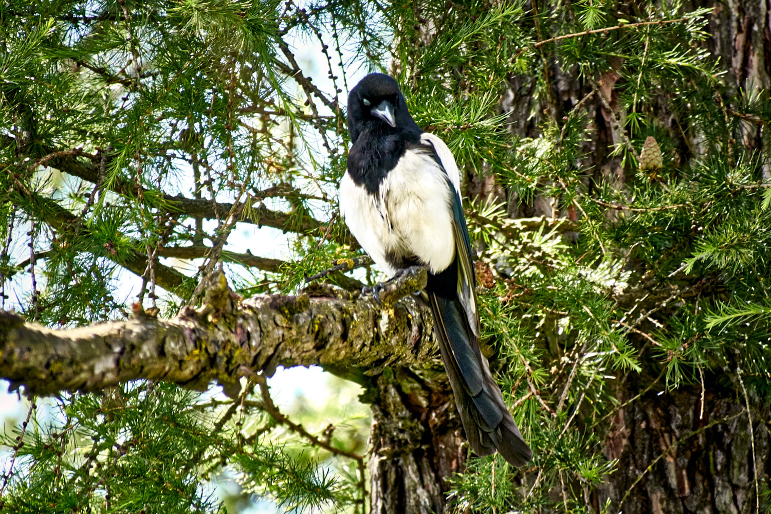 Olympus PEN-F sample photo. Magpie photography