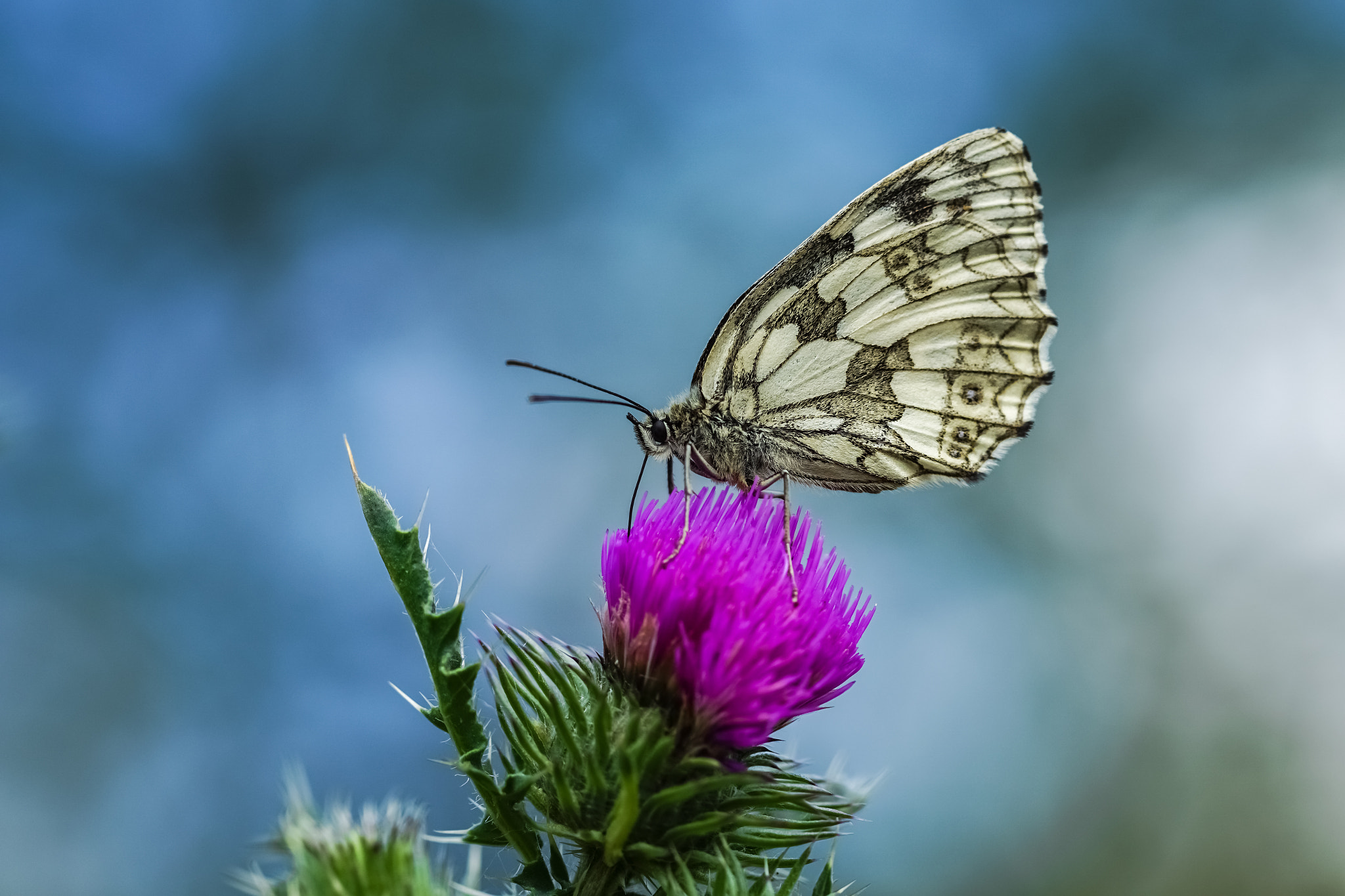 Sony a6000 + Canon EF 100mm F2.8L Macro IS USM sample photo. Marbled white lady - schachbrettdame photography
