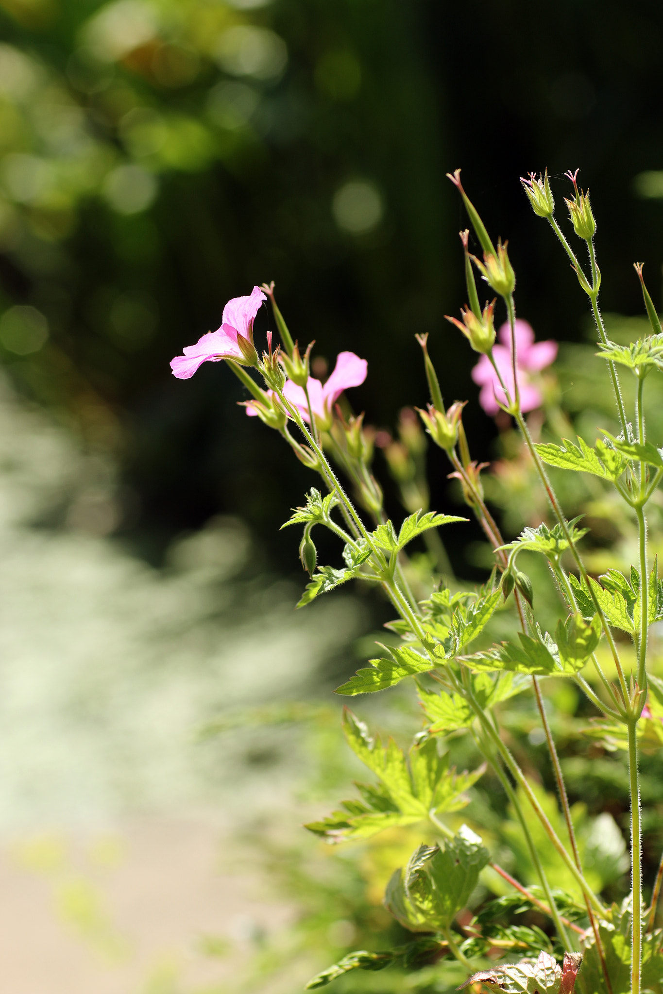 Sigma 70mm F2.8 EX DG Macro sample photo. Hardy pink photography