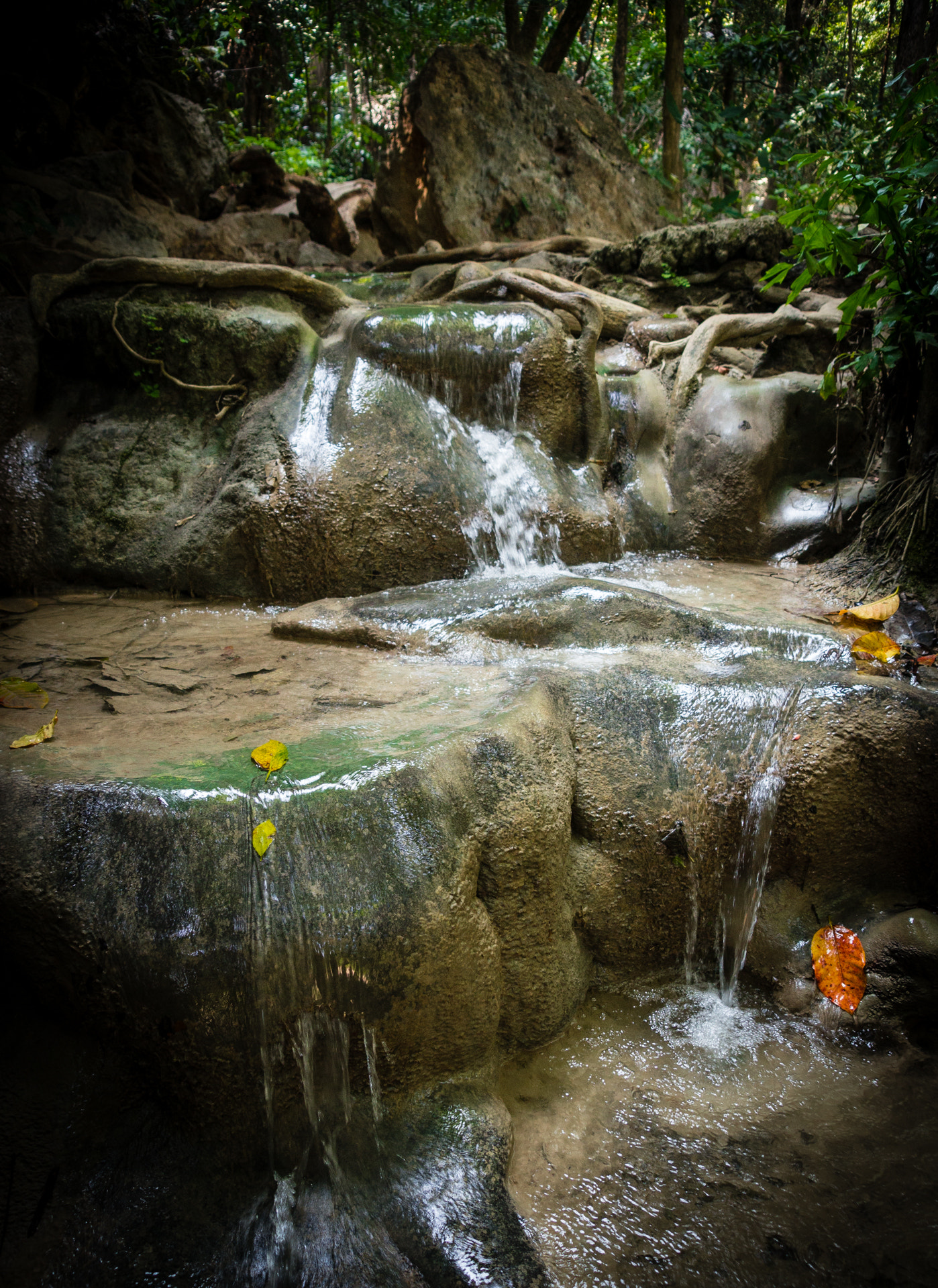 Sony SLT-A55 (SLT-A55V) sample photo. Forest fairy tale photography