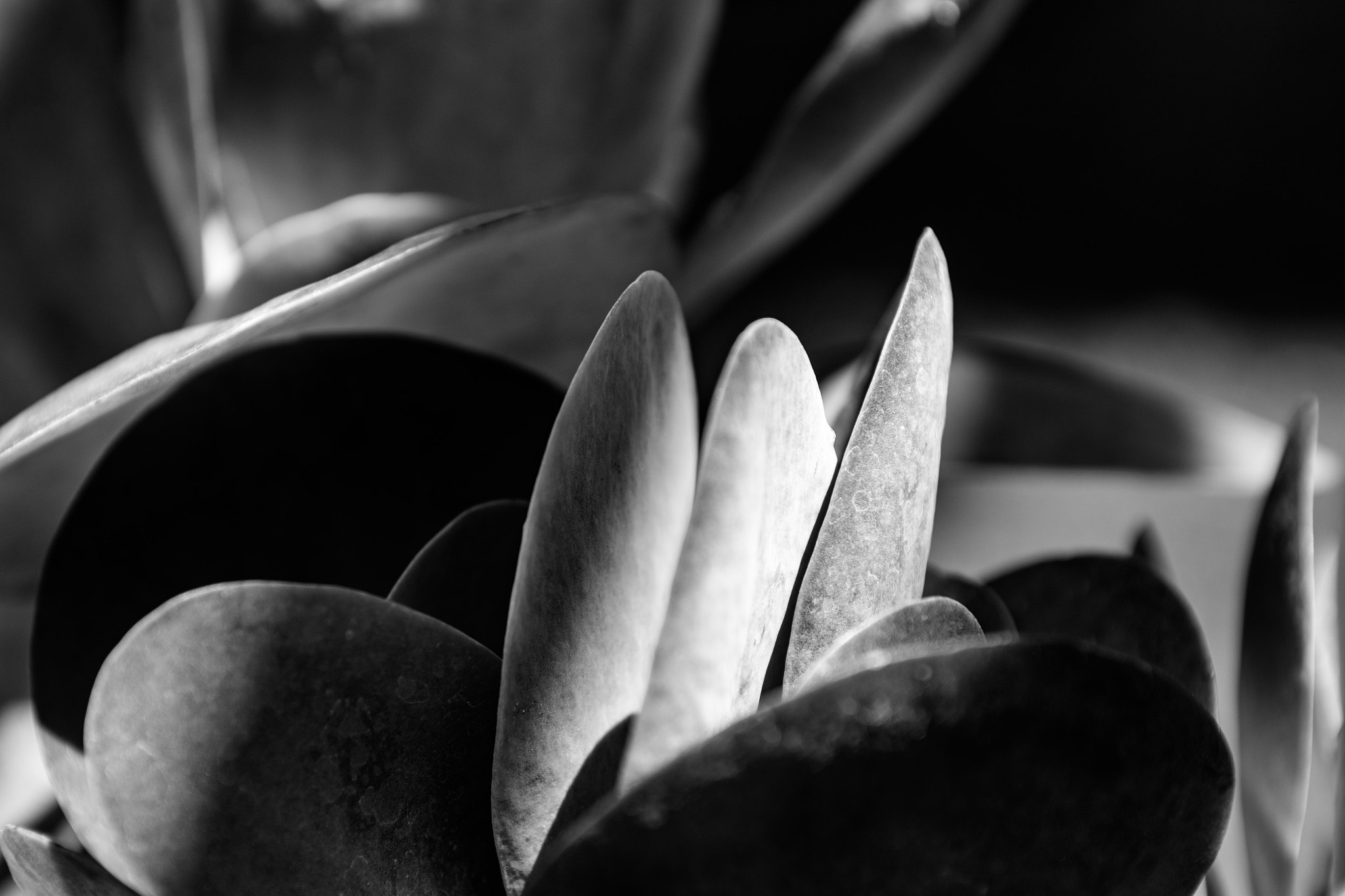 Nikon AF-S Nikkor 28-70mm F2.8 ED-IF sample photo. Flatleaf photography