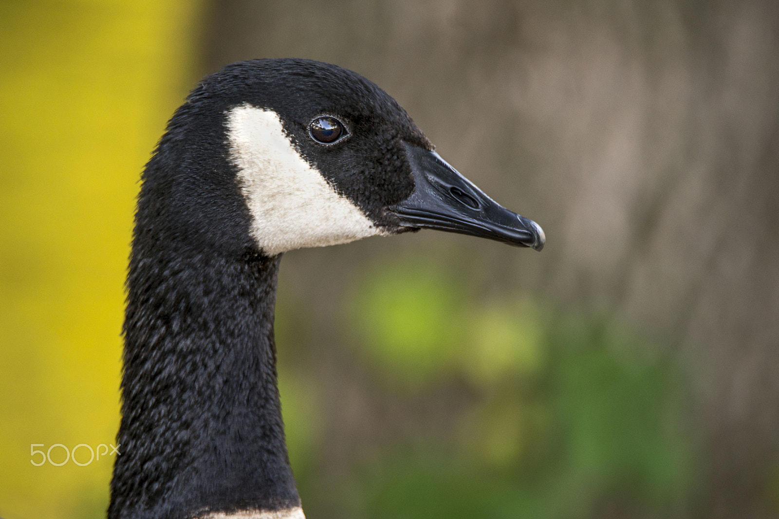 Sony a7R II + Tamron SP 150-600mm F5-6.3 Di VC USD sample photo. Goose portrait photography