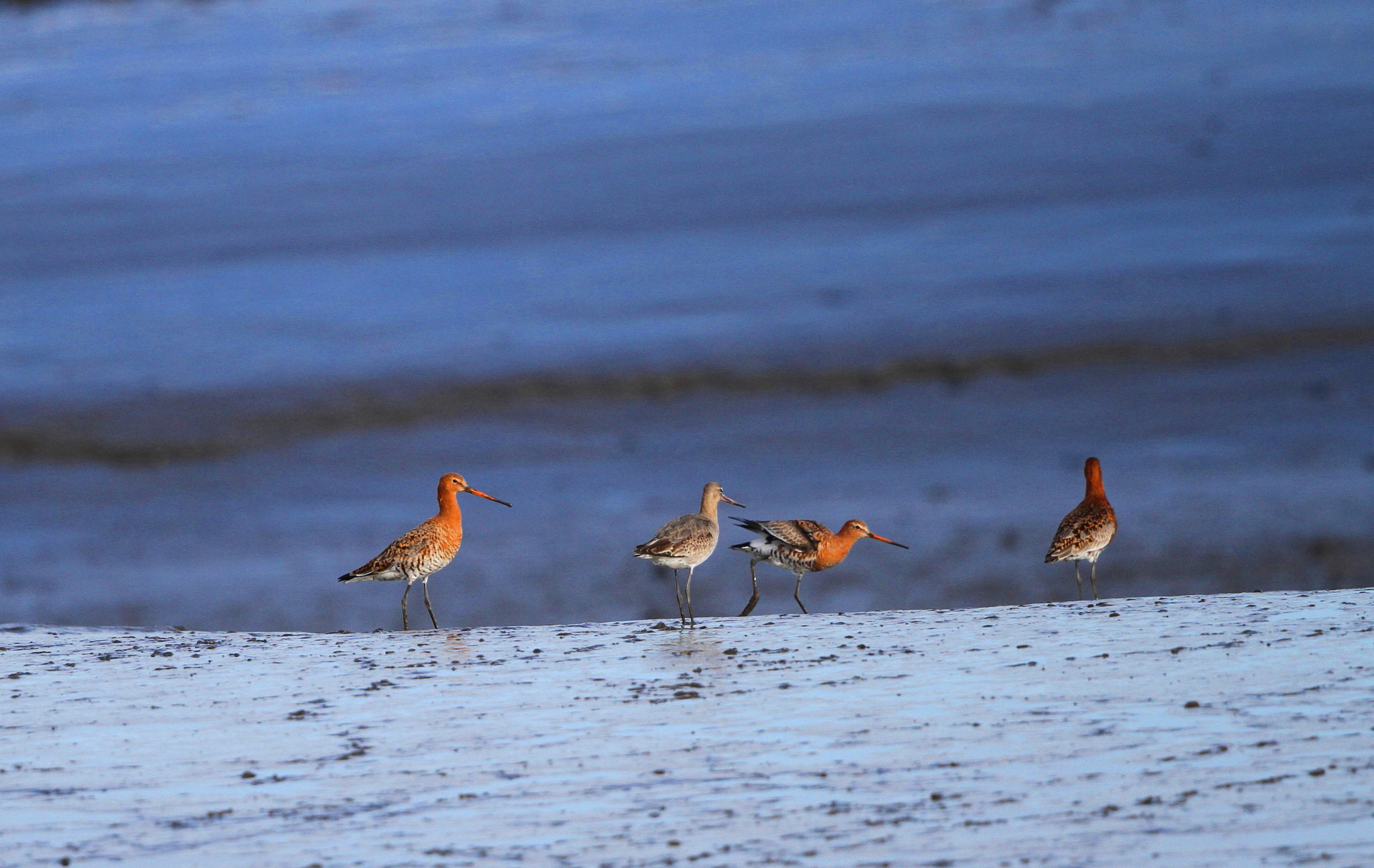 Canon EF 500mm F4L IS II USM sample photo. Black tailed godwits photography