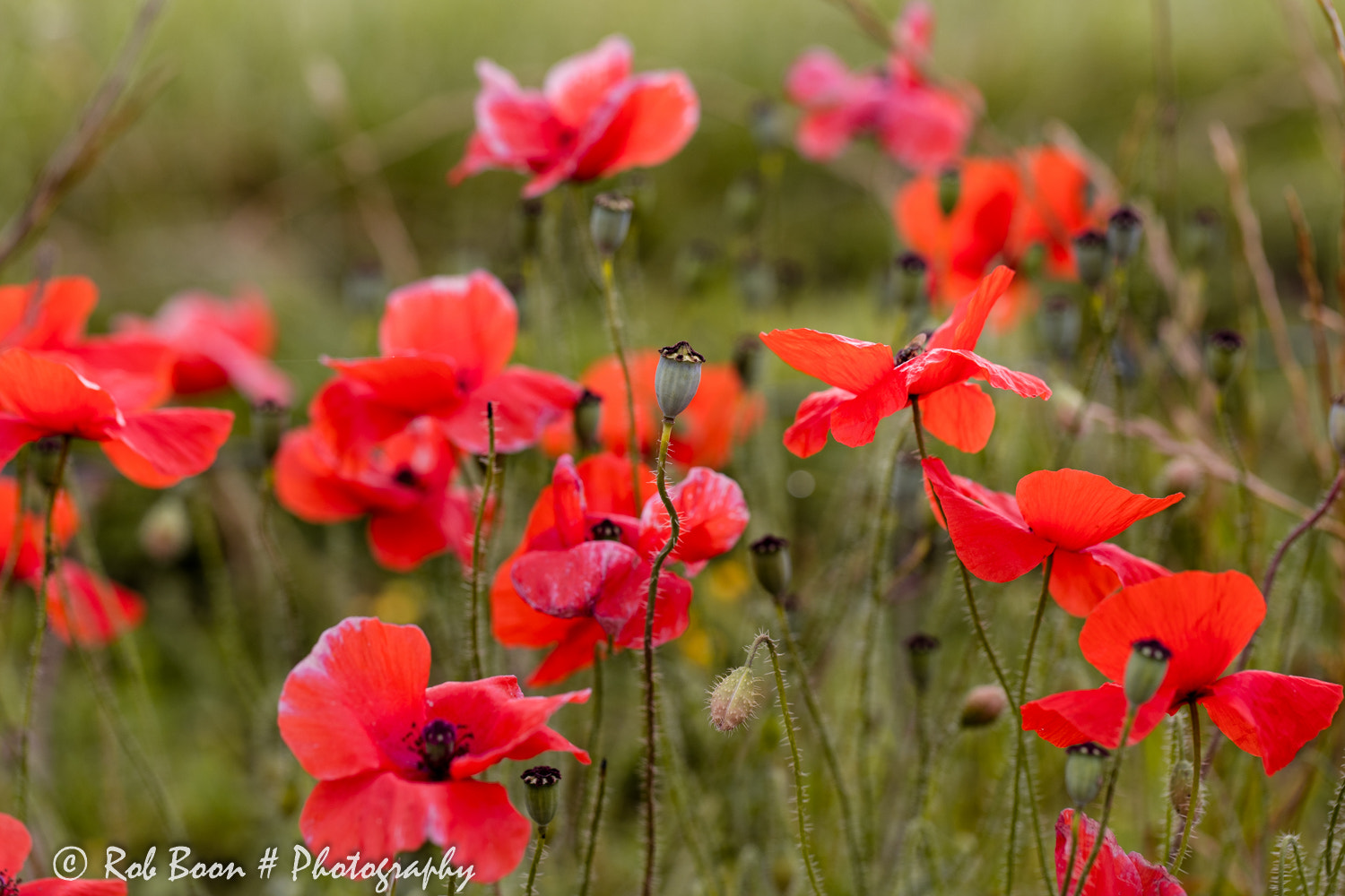 Canon EOS 5DS + Canon EF 100mm F2.8L Macro IS USM sample photo. Poppy photography