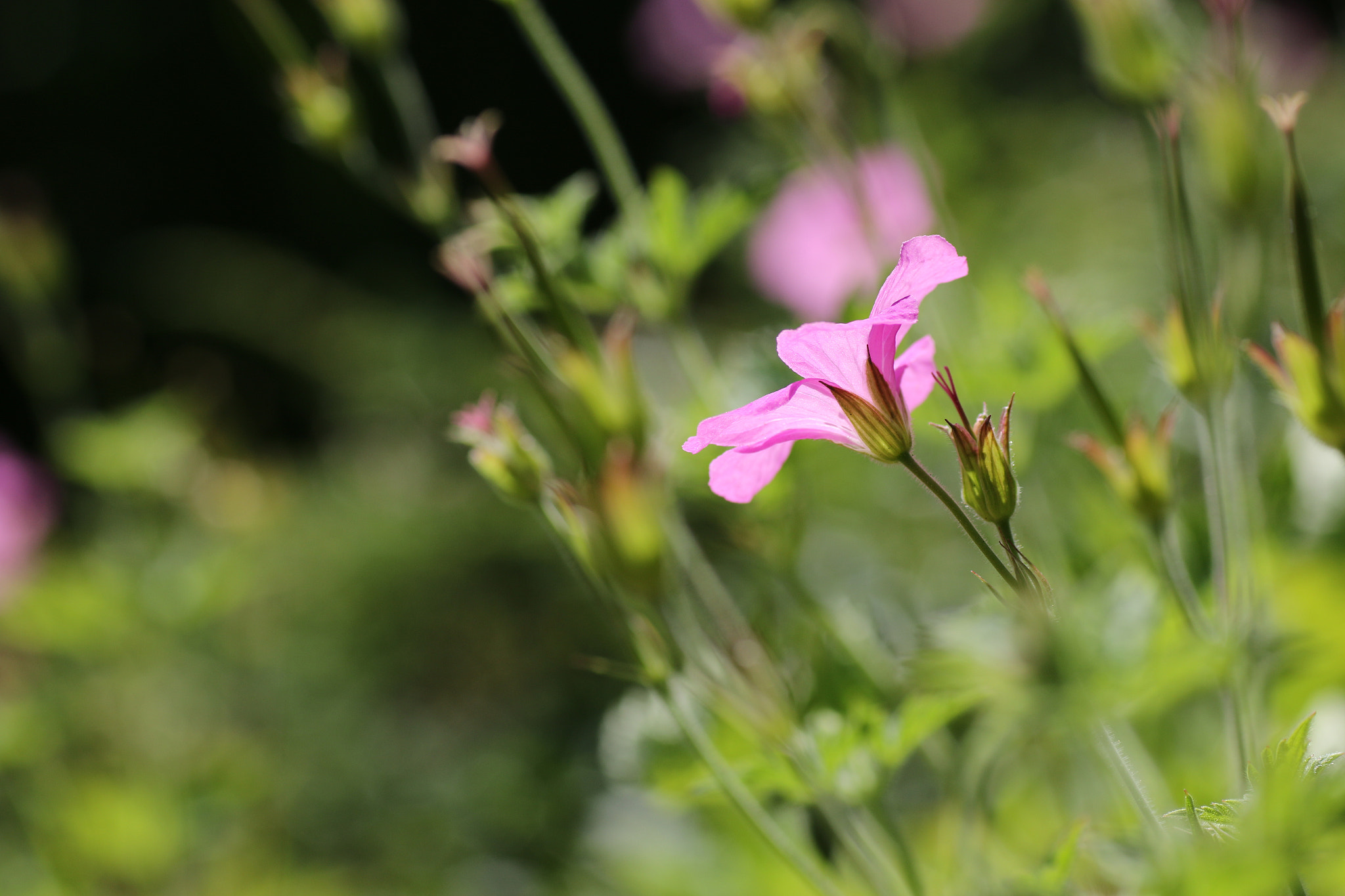 Sigma 70mm F2.8 EX DG Macro sample photo. Summer geranium photography