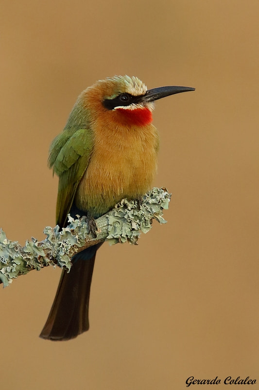 Canon EF 300mm F2.8L IS USM sample photo. Merops bullockoides - south africa photography