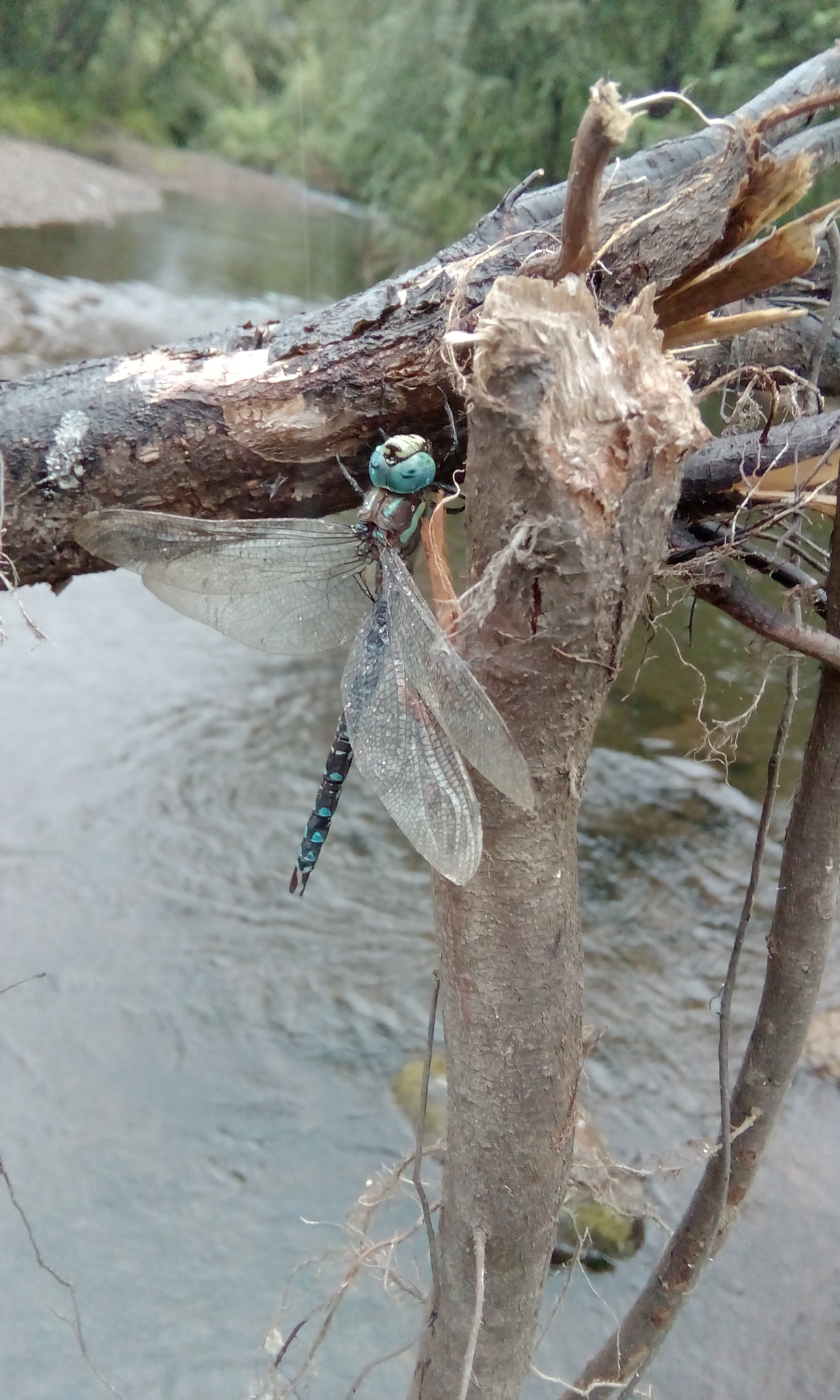 HTC DESIRE 526G+ DUAL SIM sample photo