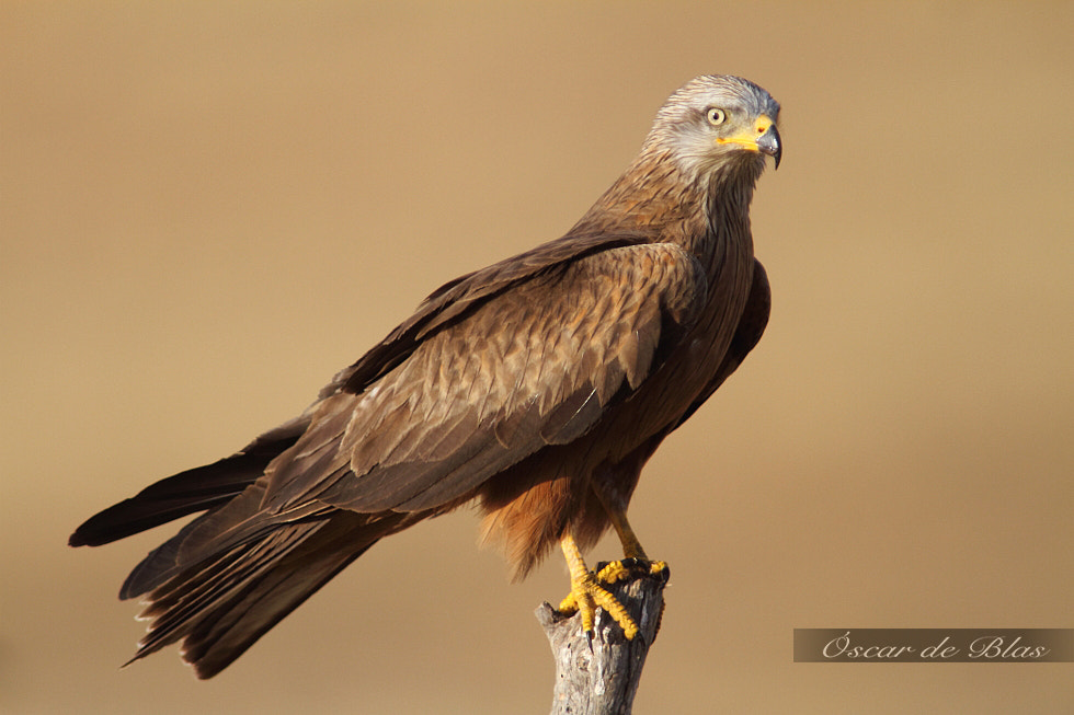 Canon EF 400mm f/2.8L + 1.4x sample photo. Black kite photography