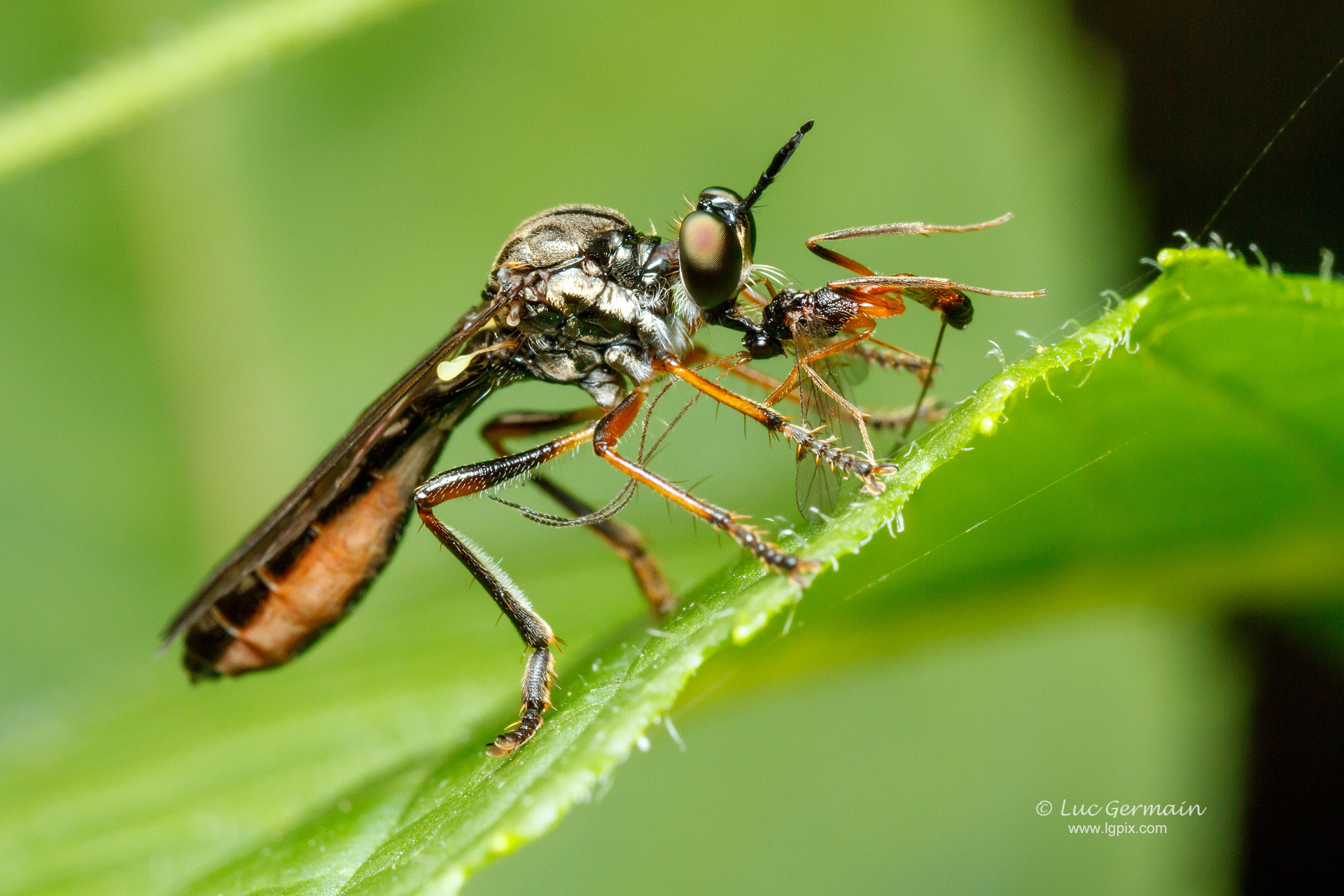 Canon MP-E 65mm F2.5 1-5x Macro Photo sample photo. Robber fly with prey photography