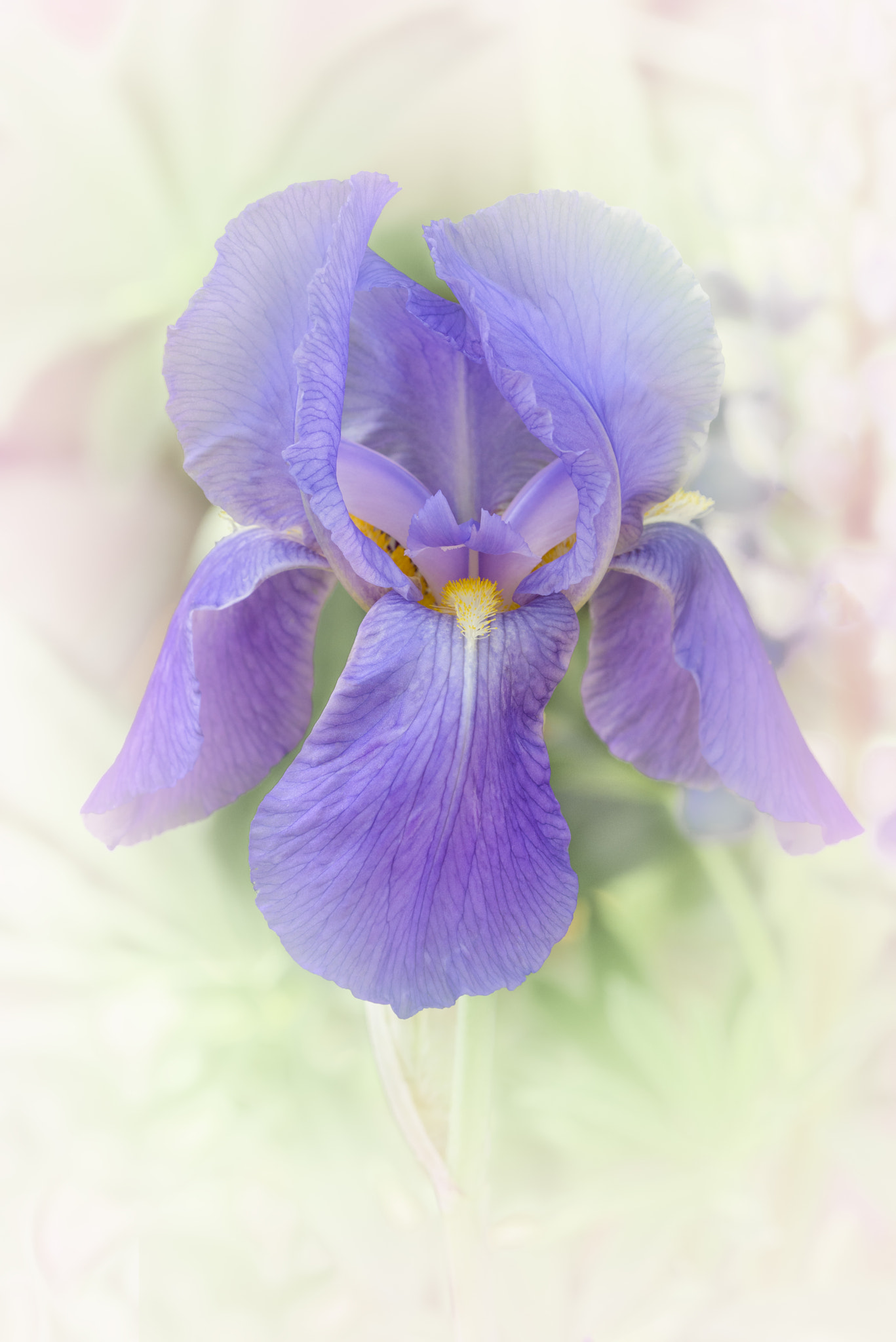 Nikon D810 + Nikon AF Micro-Nikkor 200mm F4D ED-IF sample photo. Iris photography