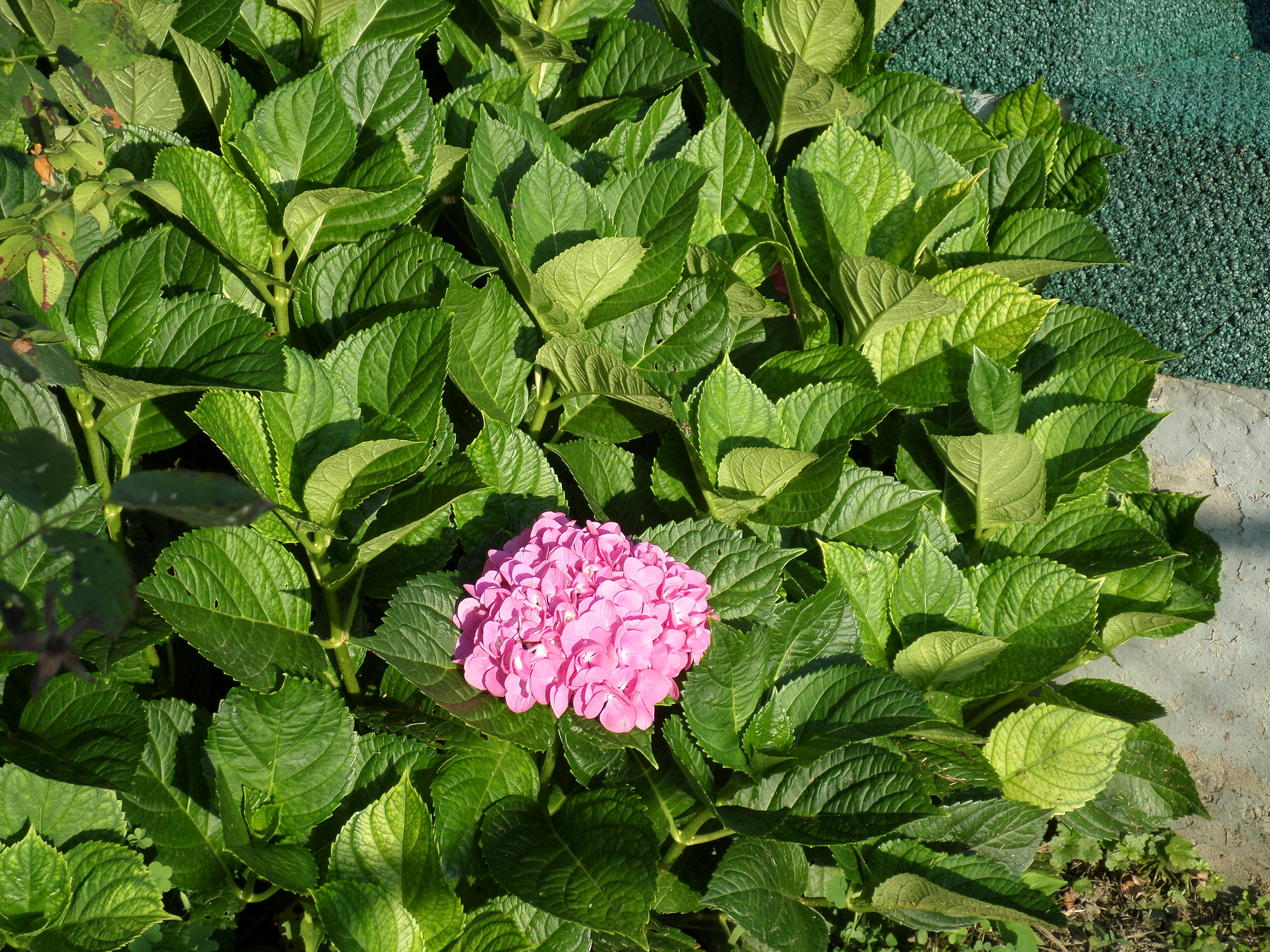Samsung ST72/ST73 sample photo. Untitled photography
