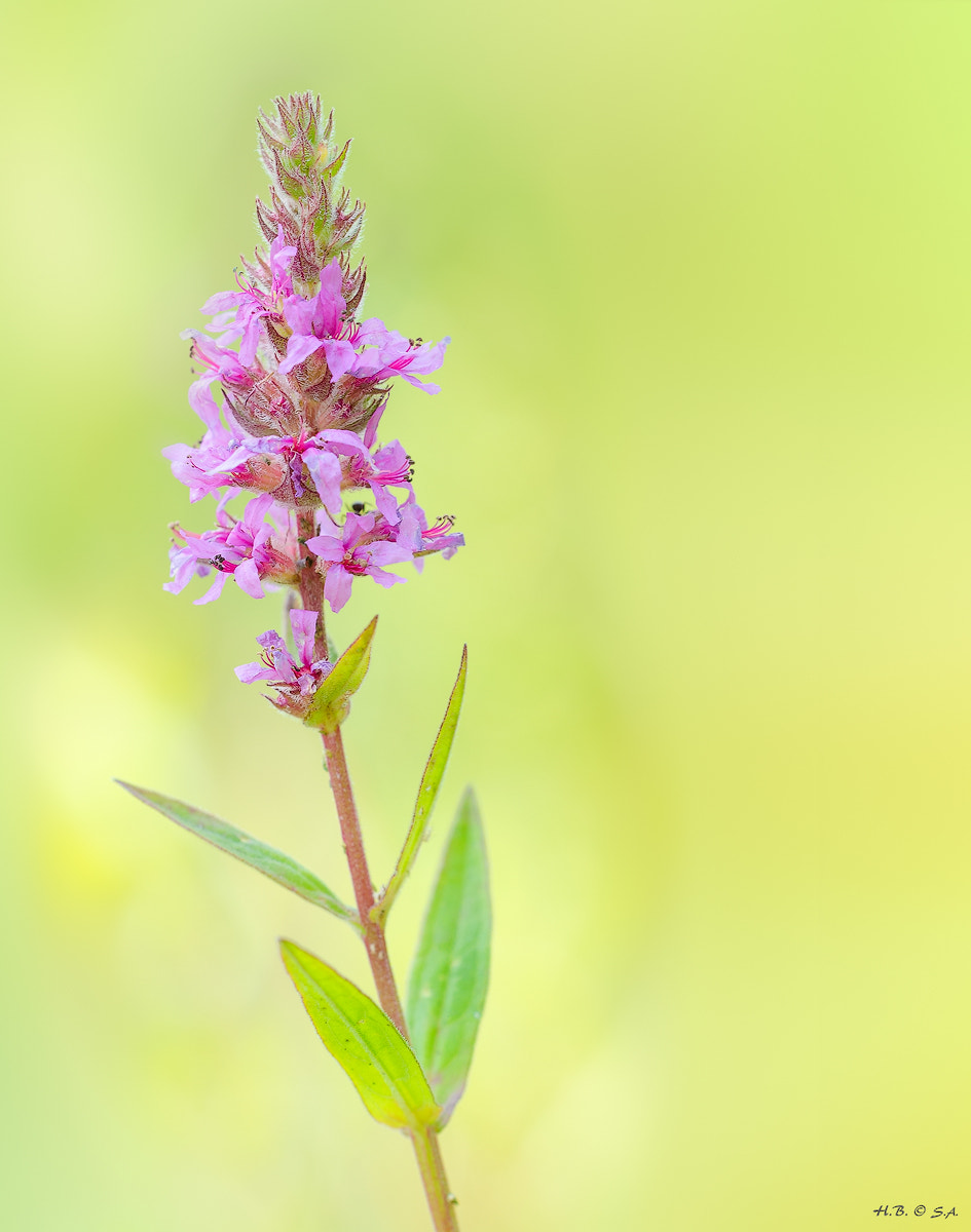 Sigma 150mm F2.8 EX DG OS Macro HSM sample photo. Blutweiderich (lythrum salicaria) photography