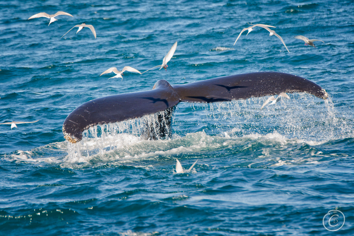 Tamron SP 70-200mm F2.8 Di VC USD sample photo. Whale i photography