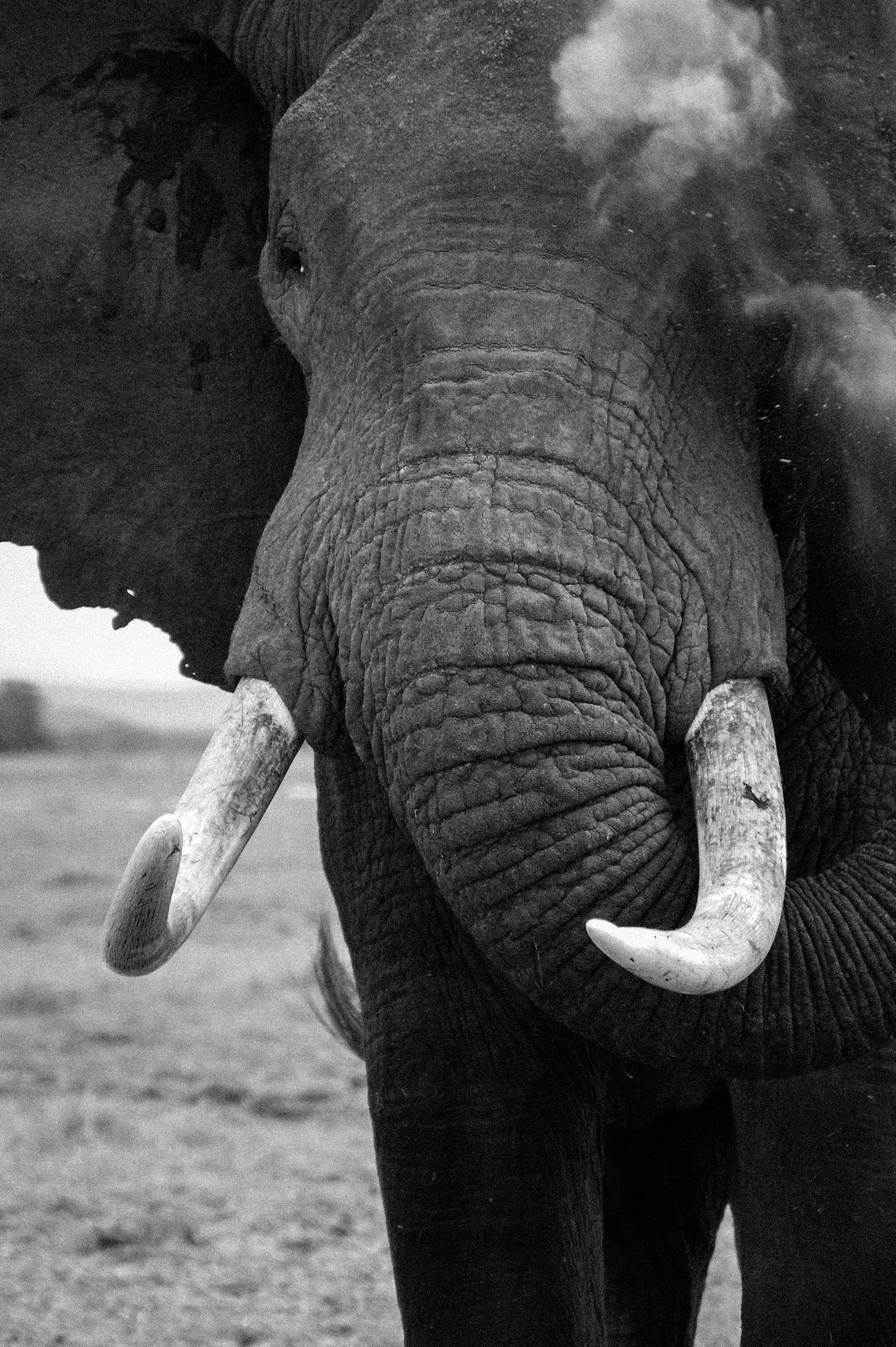 Nikon D40 sample photo. Majestic photography