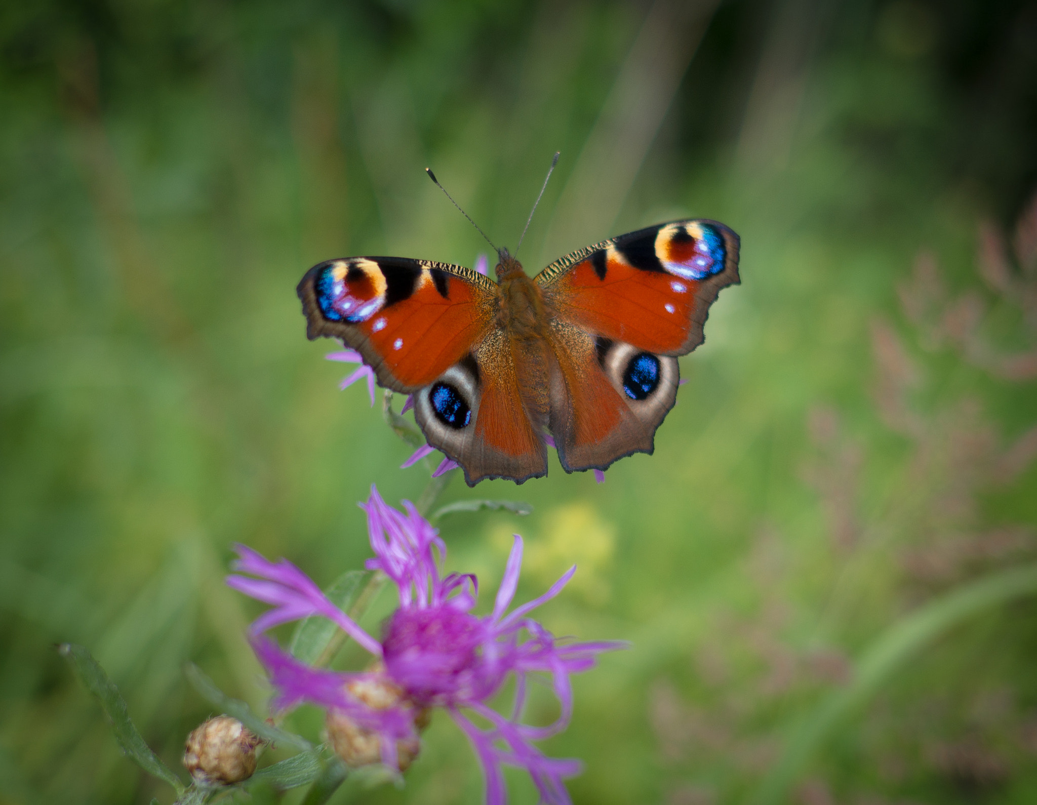 Fujifilm X-A1 + Fujifilm XF 18mm F2 R sample photo. Butterfly photography