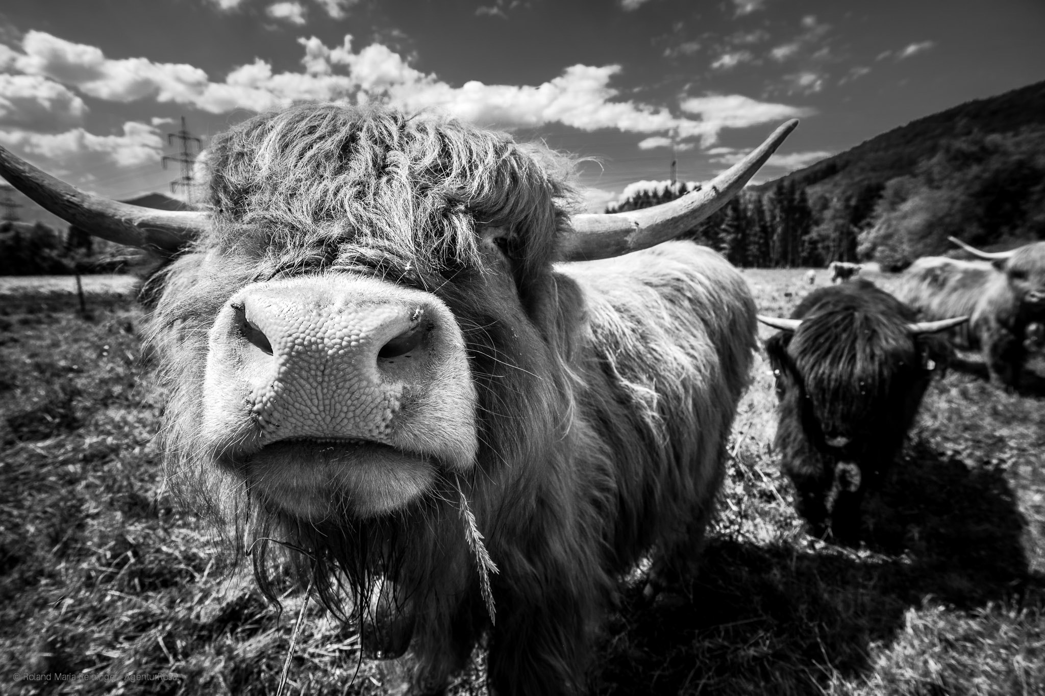 Tokina AT-X Pro 12-24mm F4 (IF) DX sample photo. Wild wild west (of austria) photography