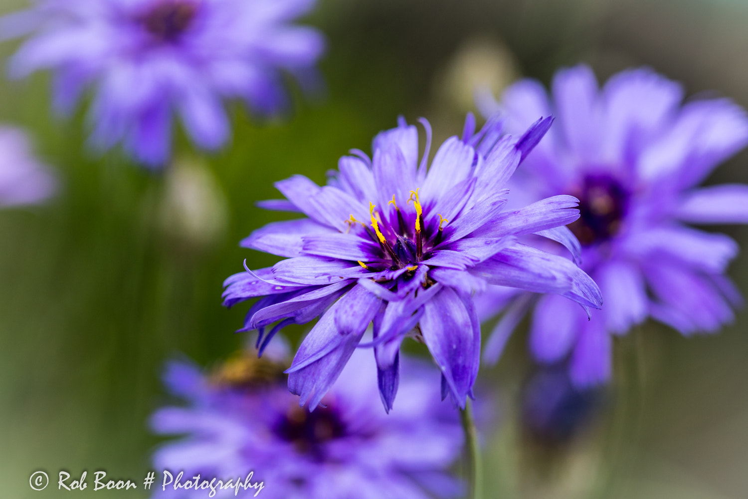 Canon EOS 5DS + Canon EF 100mm F2.8L Macro IS USM sample photo. Flower photography