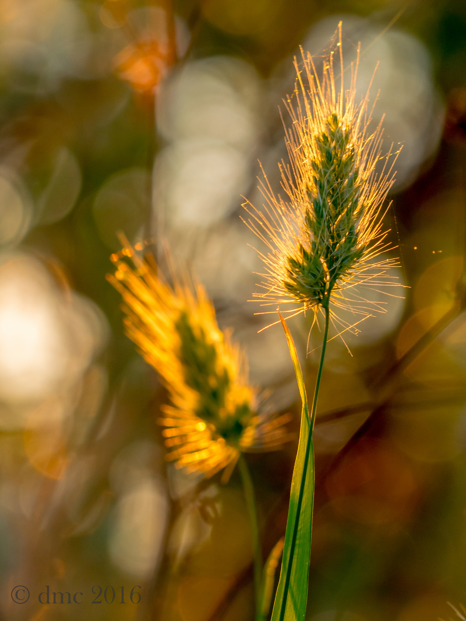 Olympus OM-D E-M5 II sample photo. Sunlight duet photography