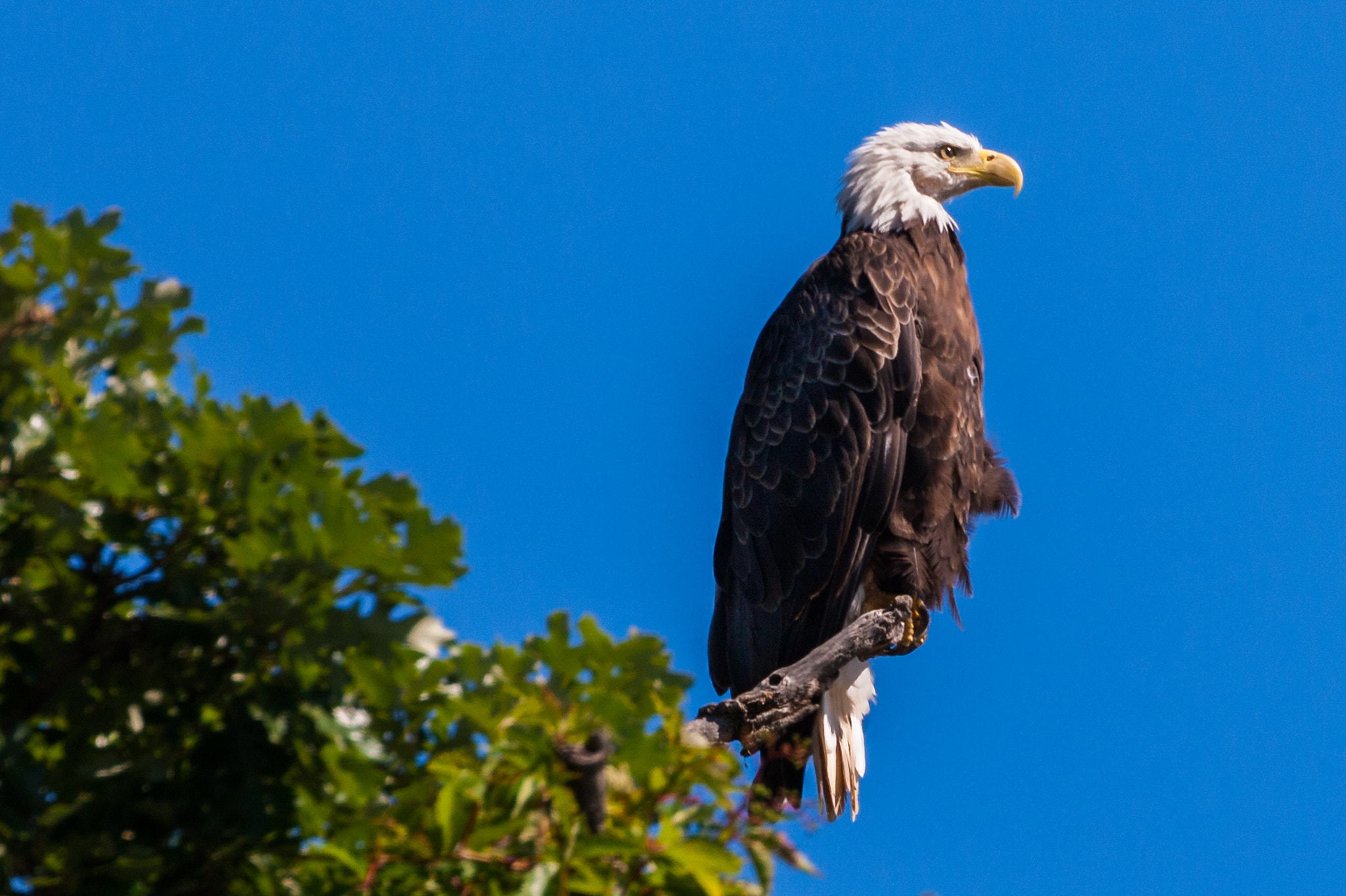 Canon EOS-1Ds Mark III sample photo. Eagle photography