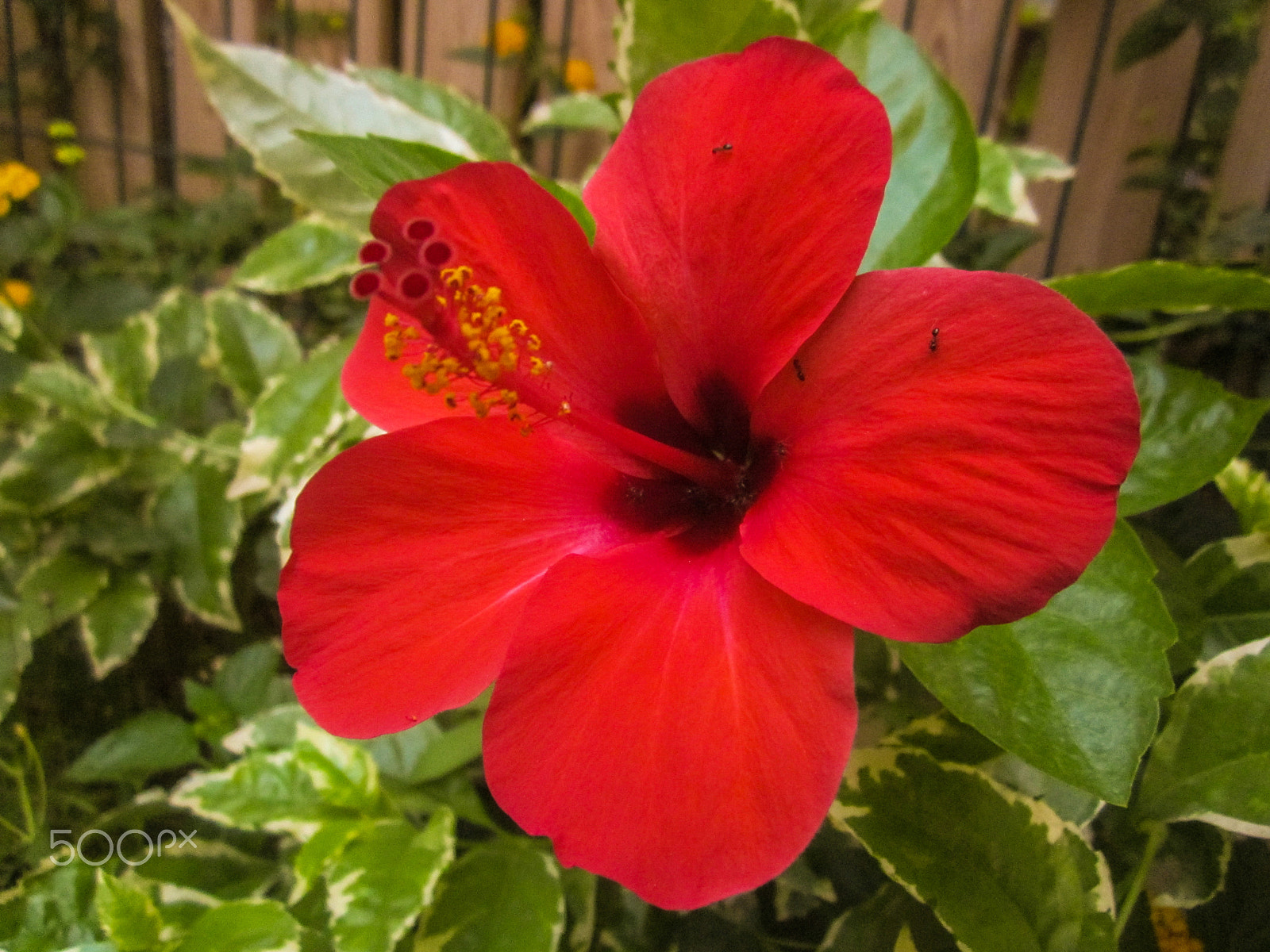 Canon PowerShot A1200 sample photo. Ants on hibiscus photography