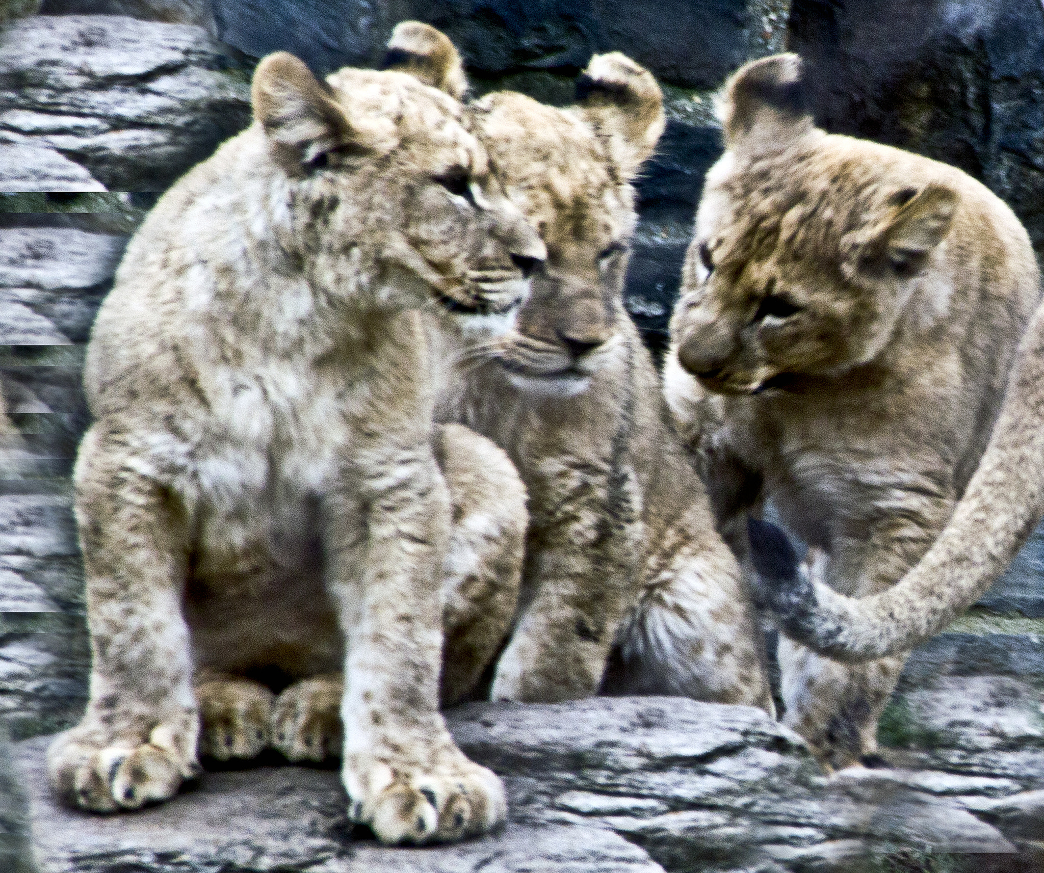 Canon EOS 600D (Rebel EOS T3i / EOS Kiss X5) + Tamron AF 18-250mm F3.5-6.3 Di II LD Aspherical (IF) Macro sample photo. Catalogue lion cubs at philly zoo photography