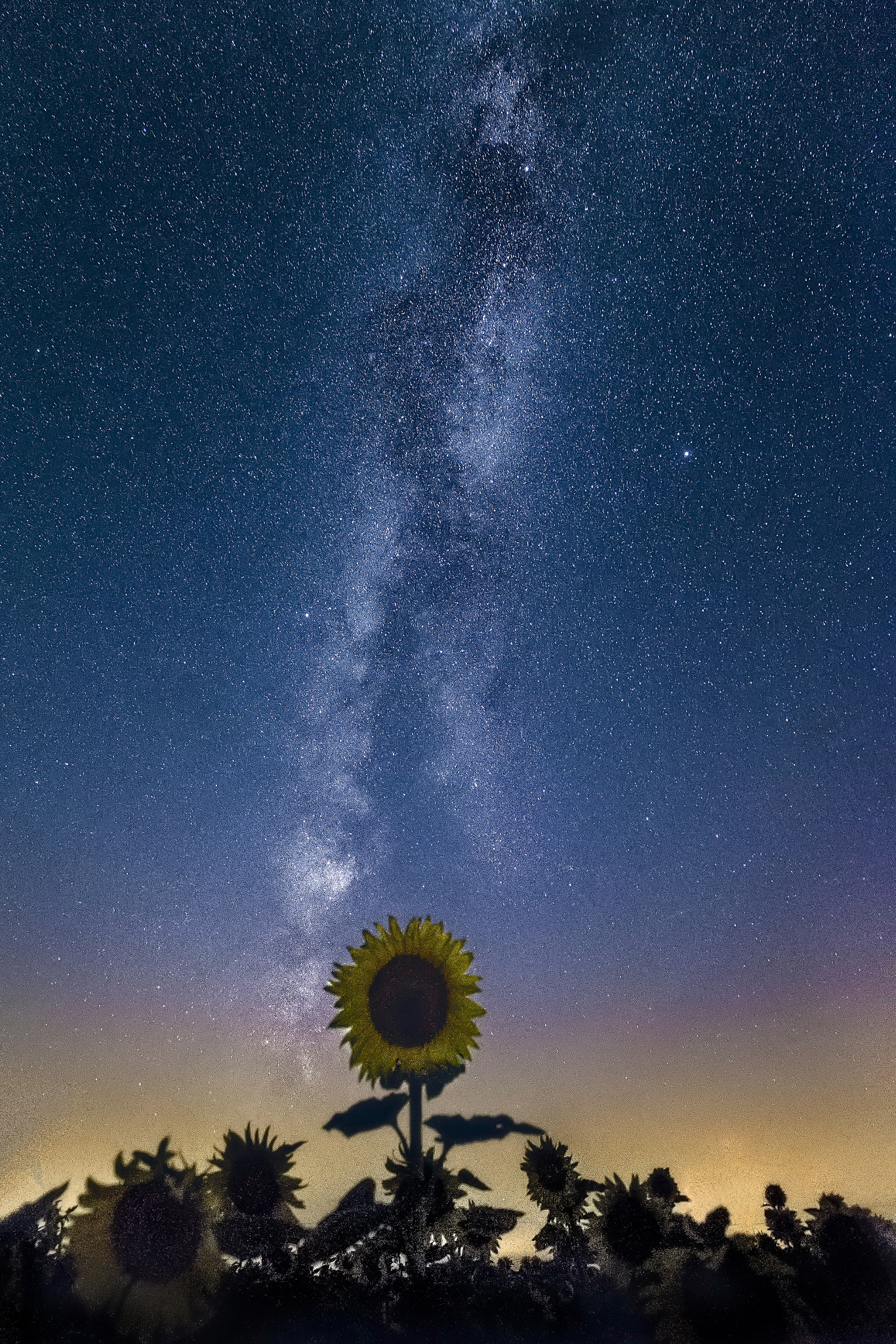 Canon EOS-1D X + Canon EF 16-35mm F4L IS USM sample photo. A sunflower under the stars... photography